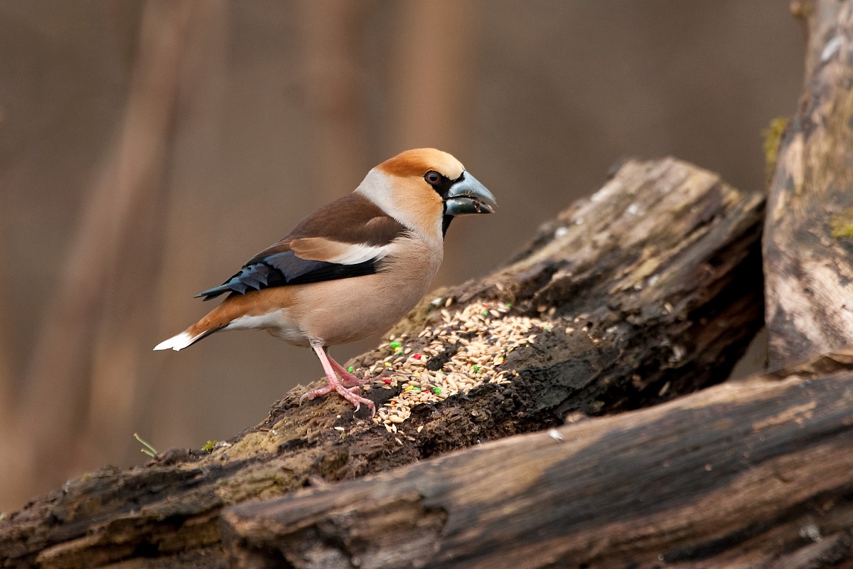Hawfinch