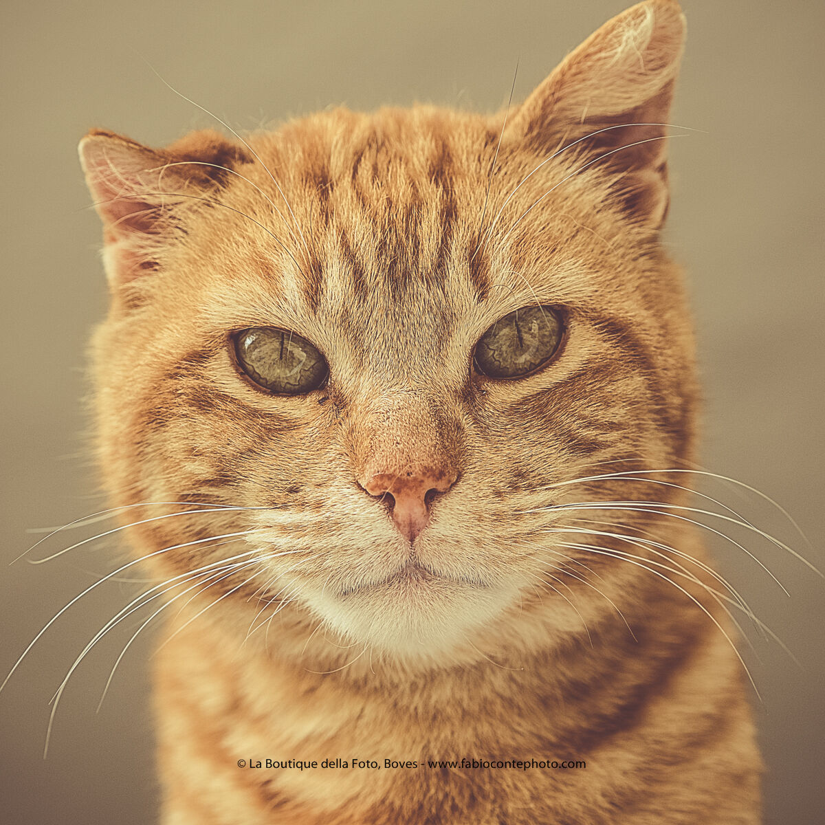 Un fotomodello, anzi un gatto-modello...