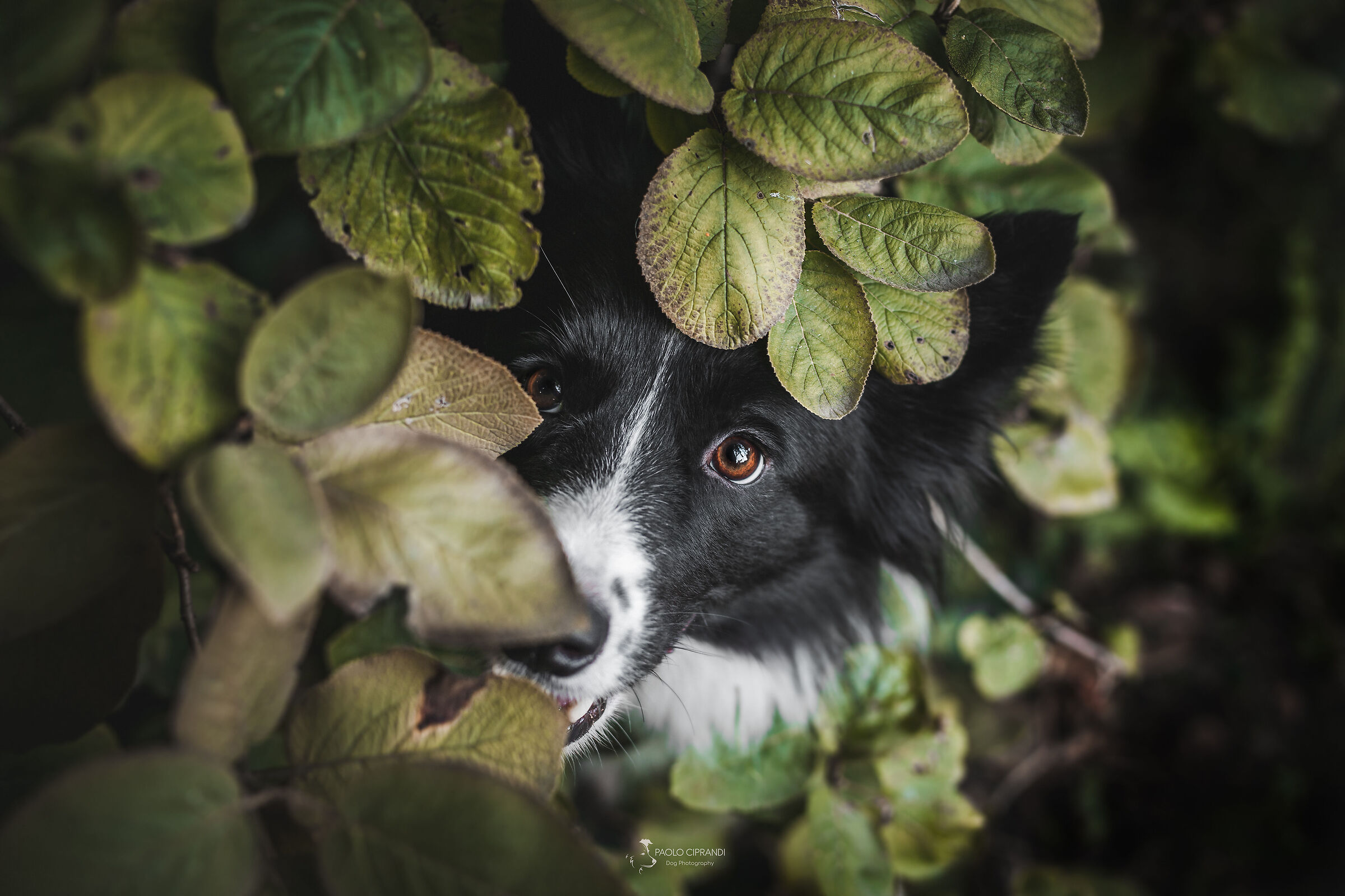 Hide-and-seek