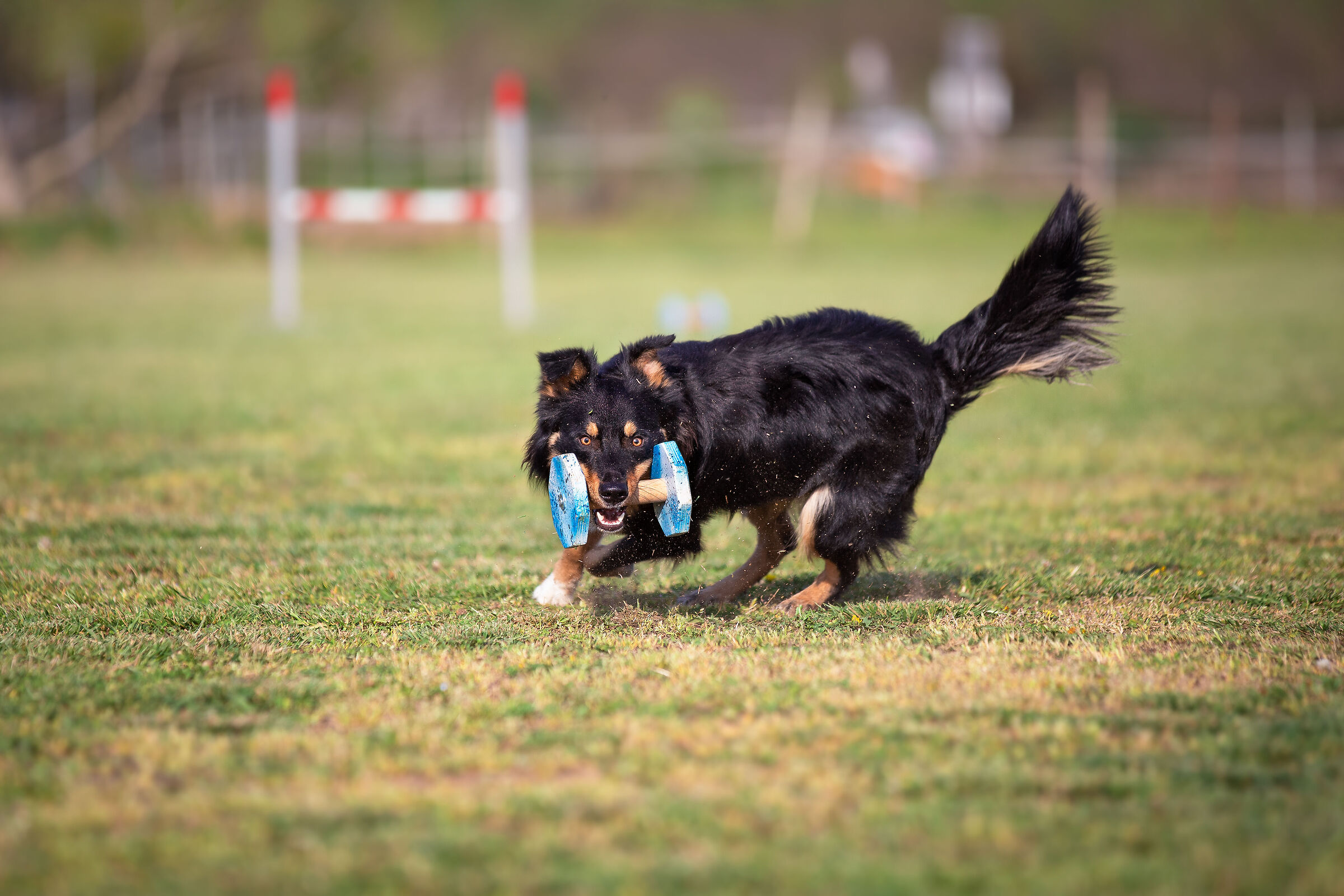 Obedience Report