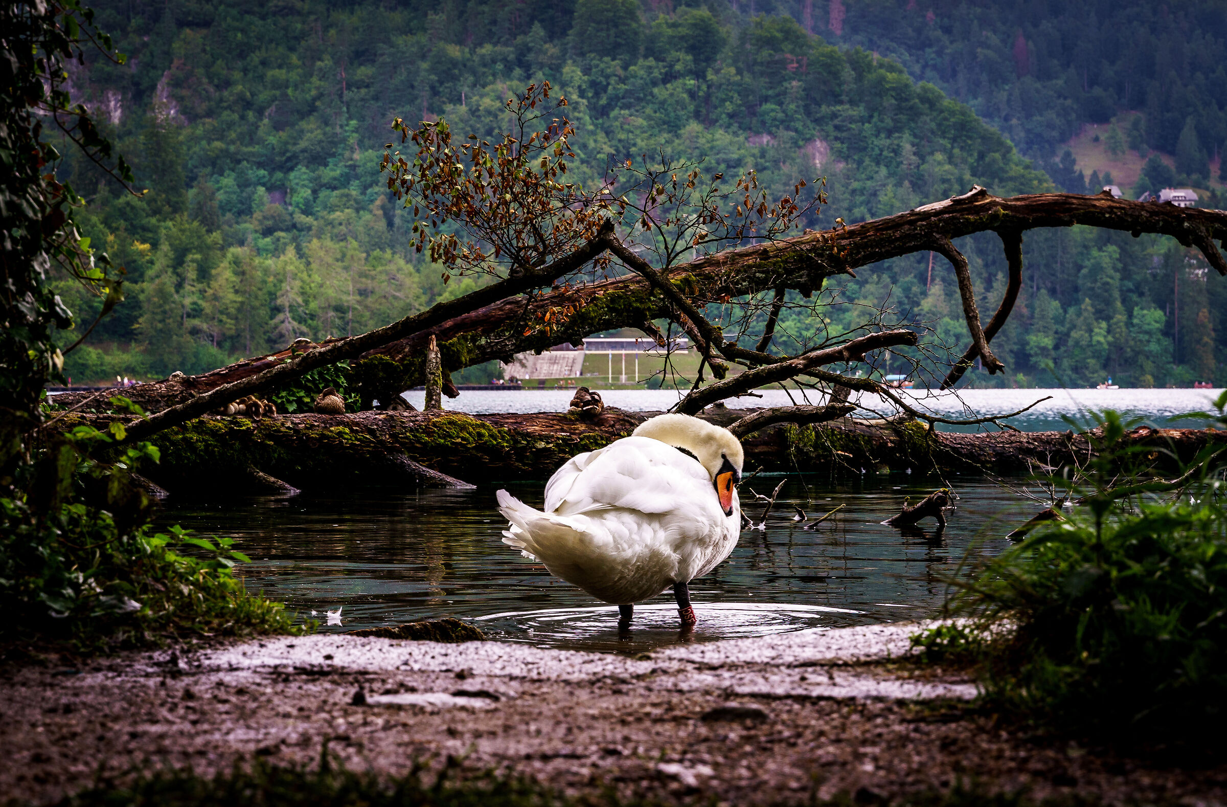 cigno