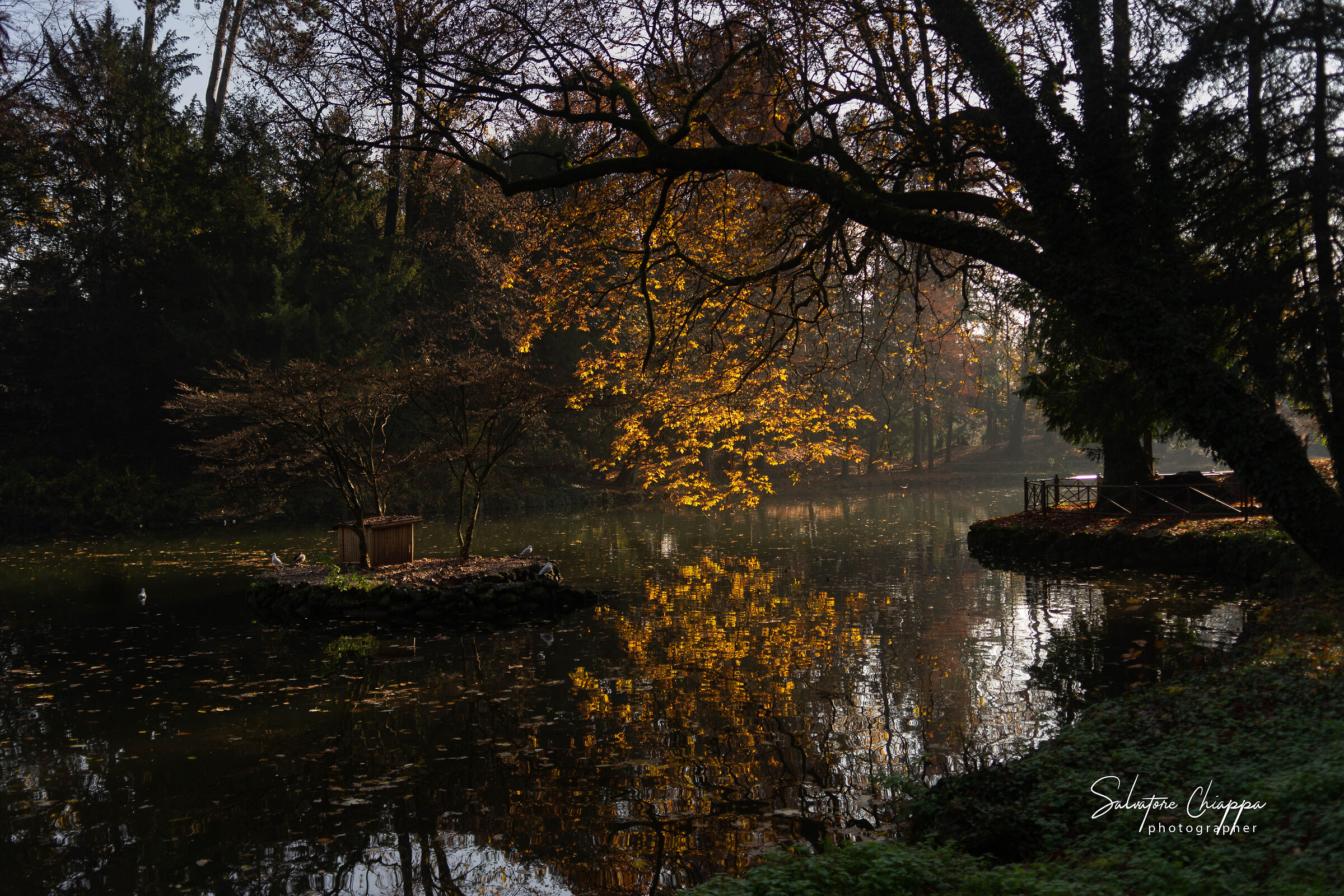 Autunno  parco di Monza