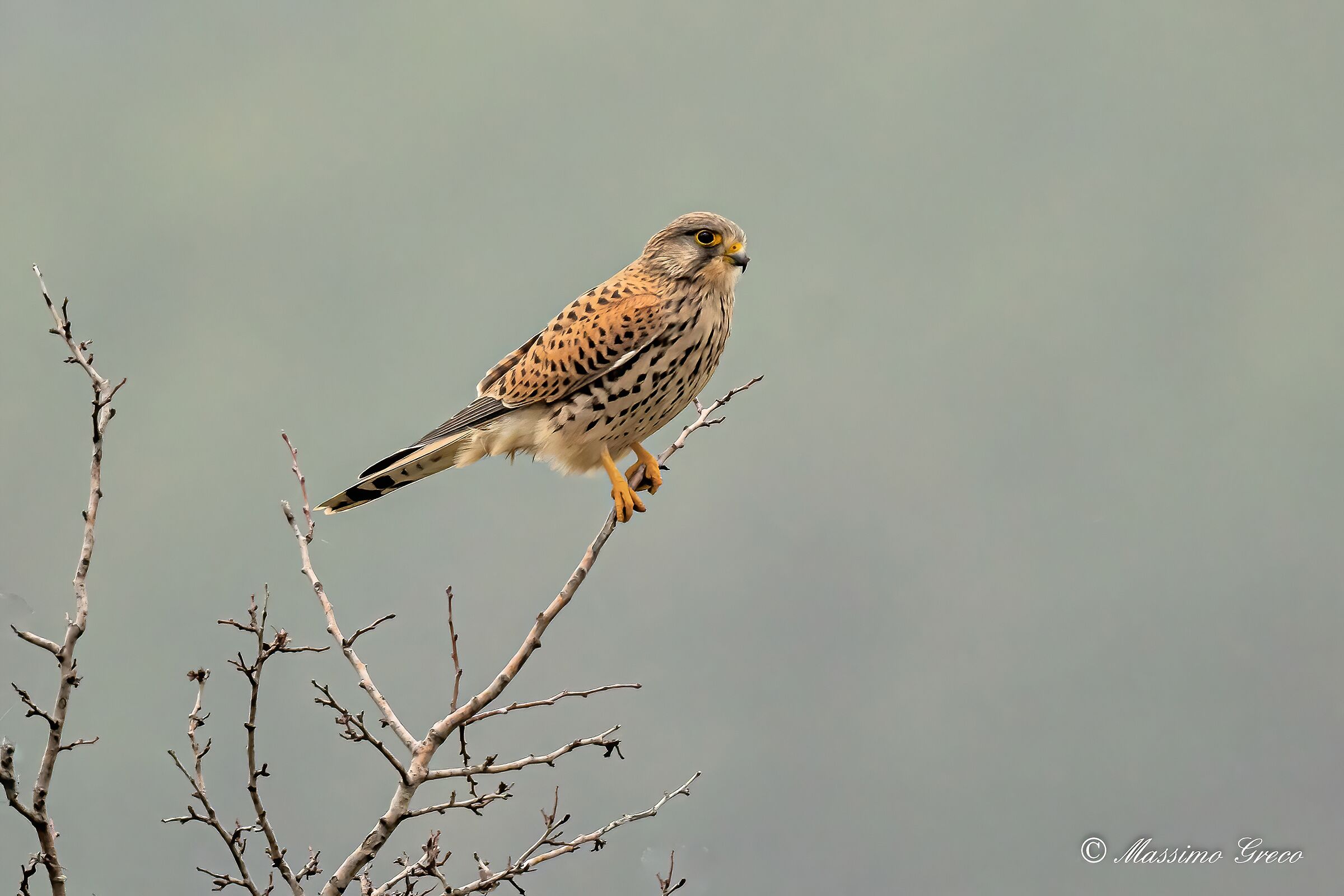 Kestrel (Falco tinnunculus)