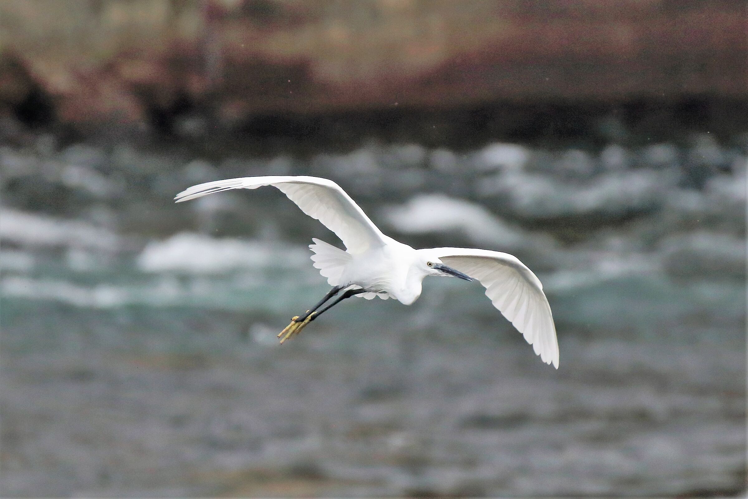egret