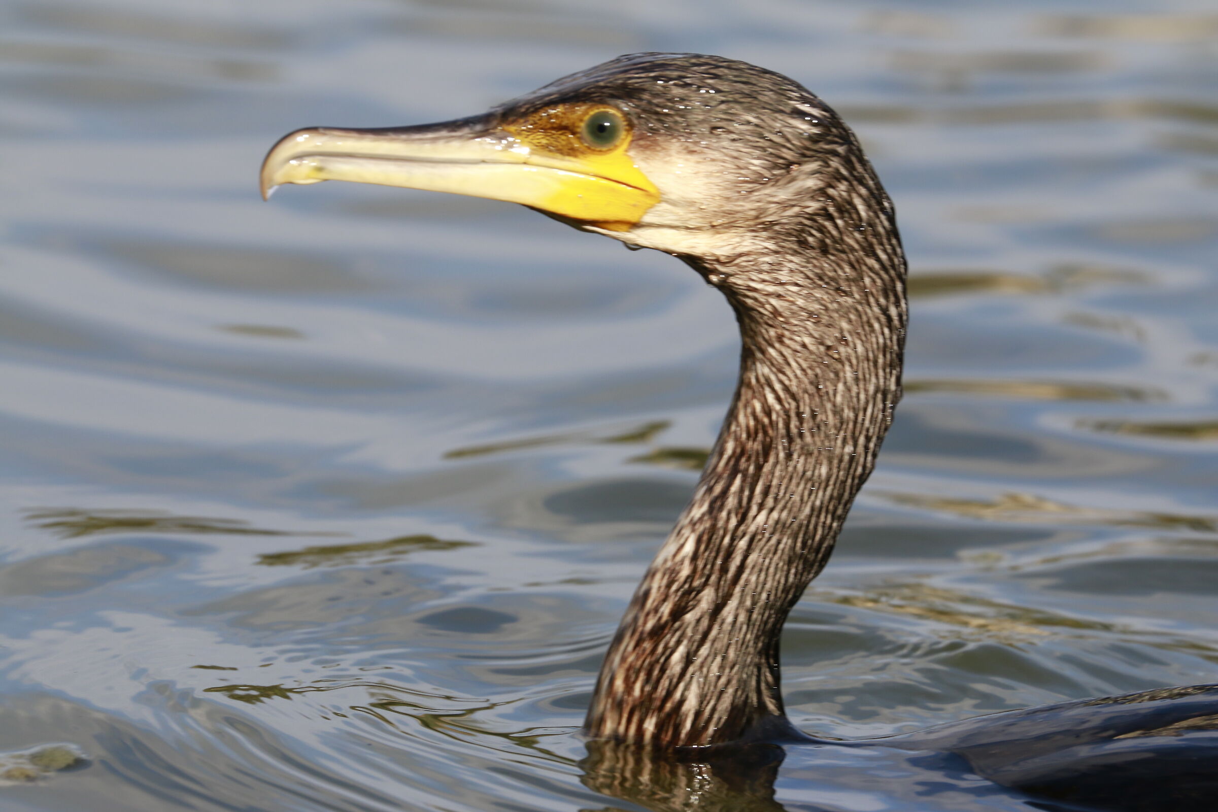 Cormorano