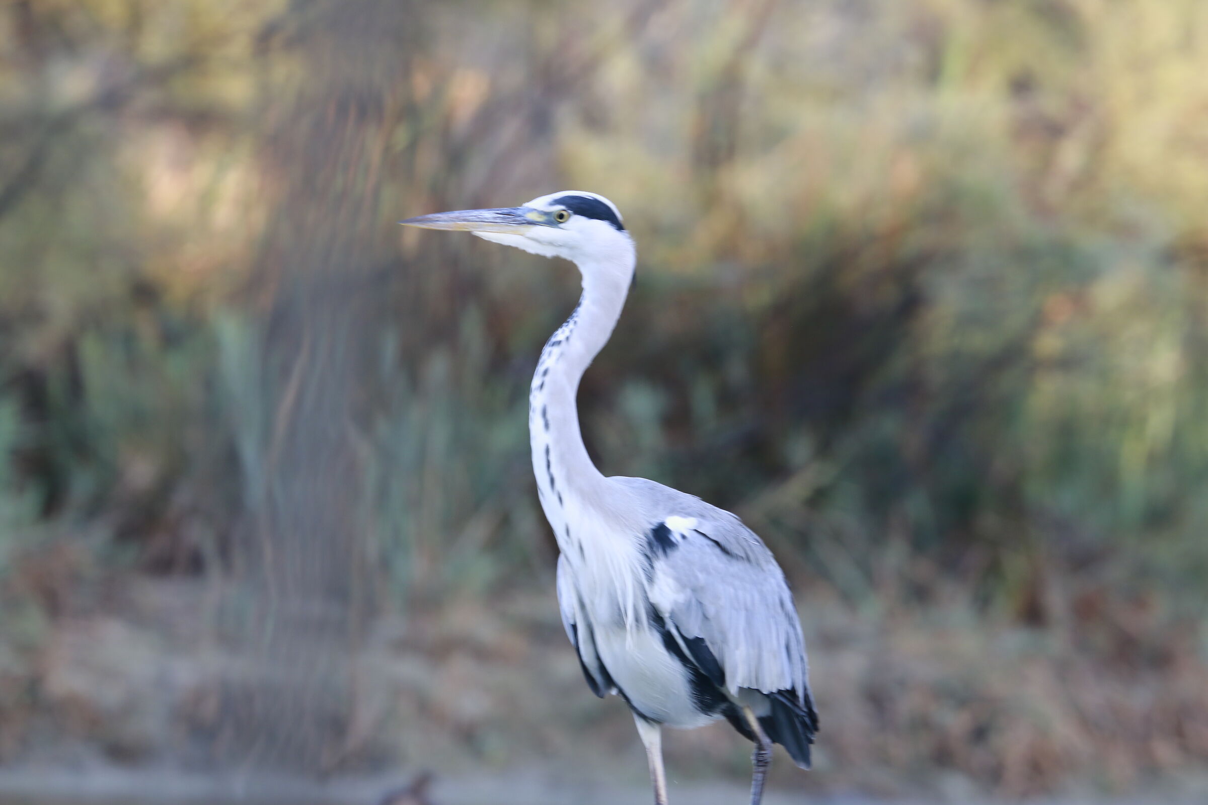 Grey heron