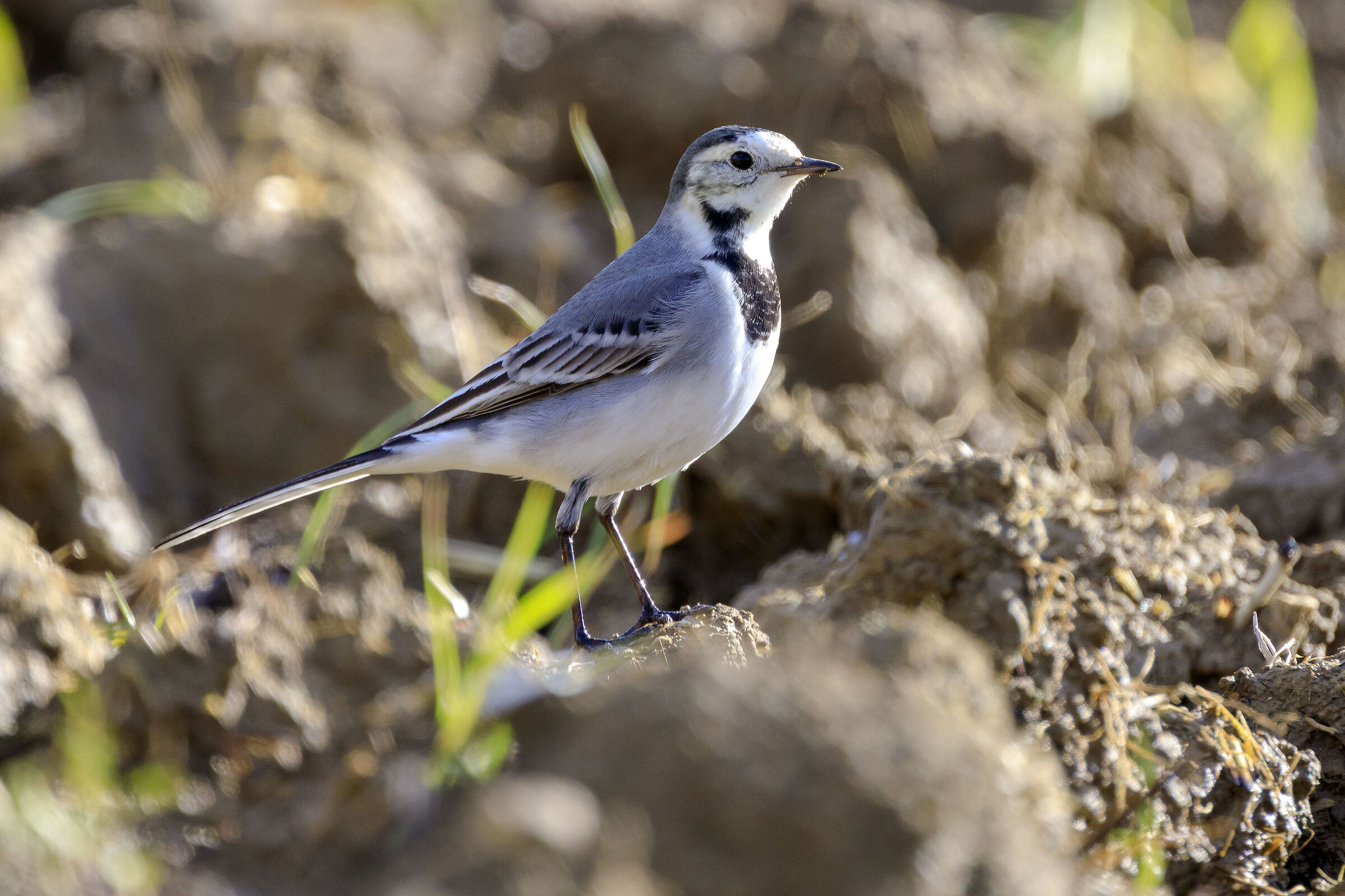 White wagtail