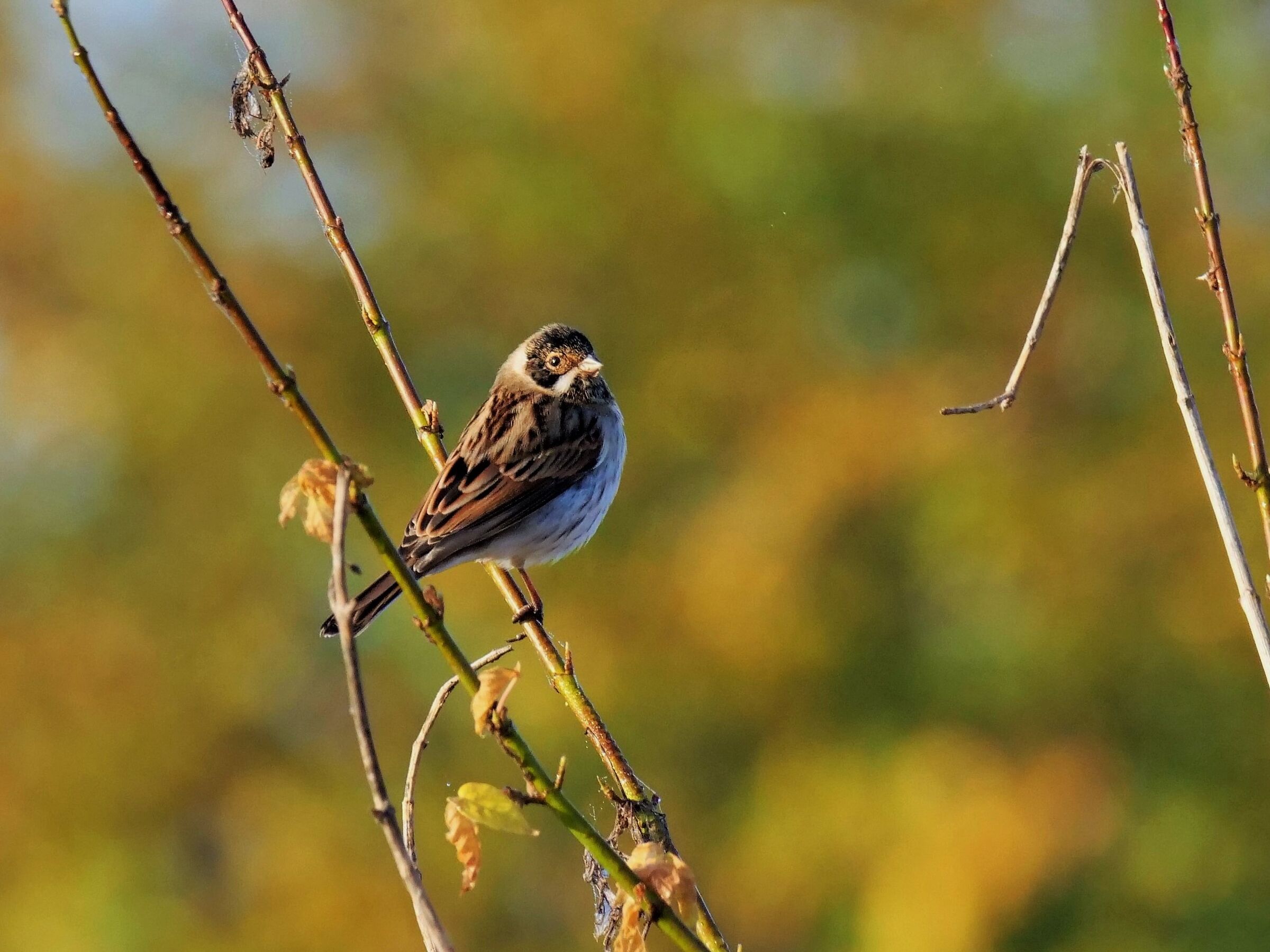 Migliarino di palude (Emberiza schoeniclus)