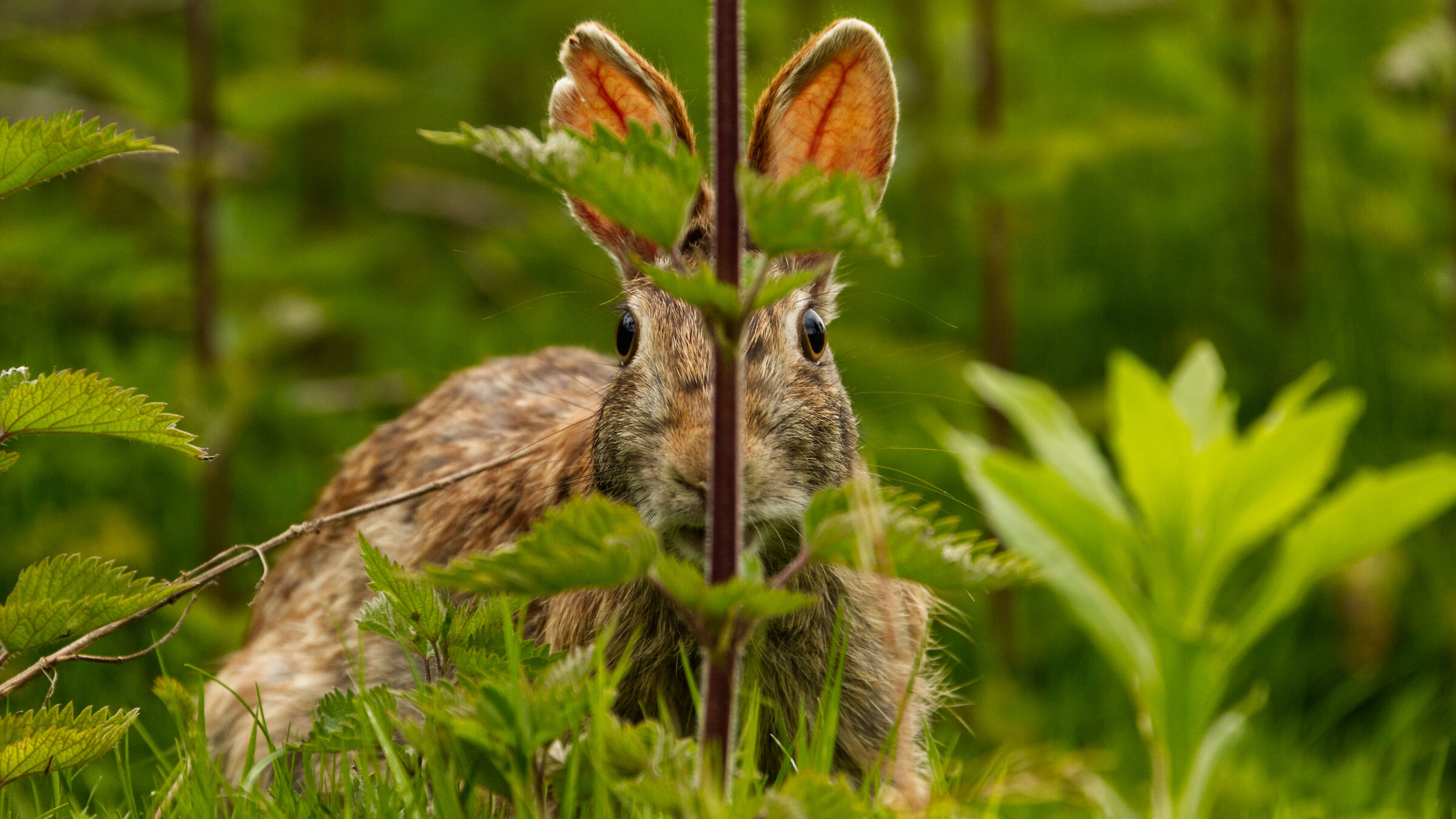 Leveret