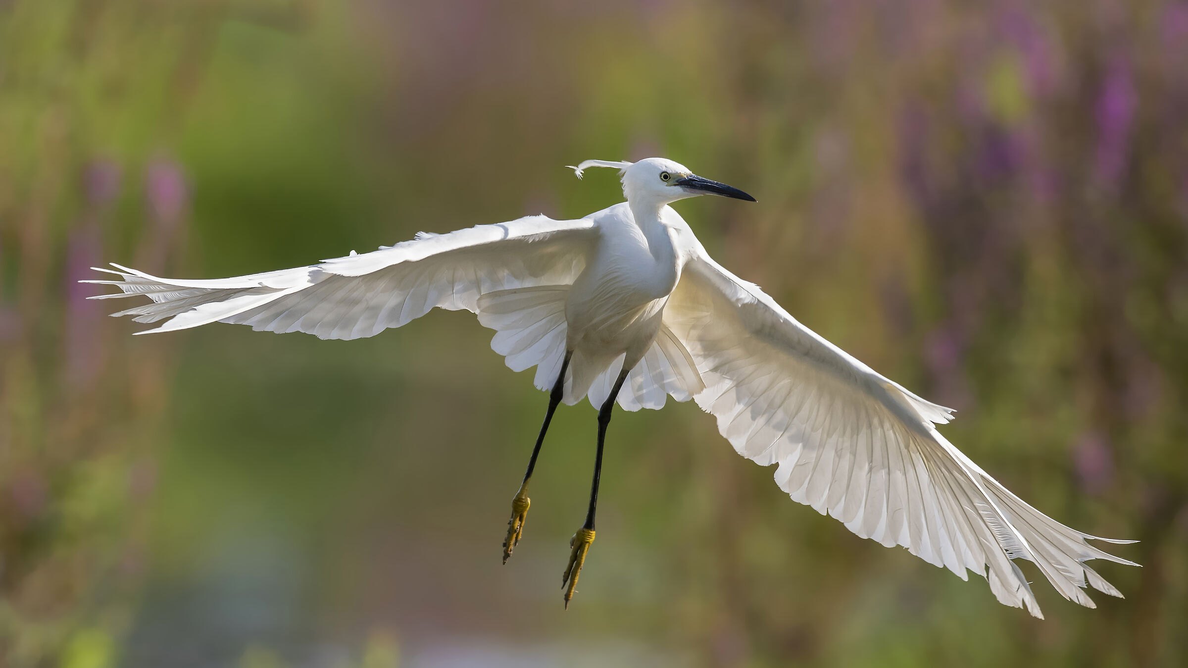 Summer Egret