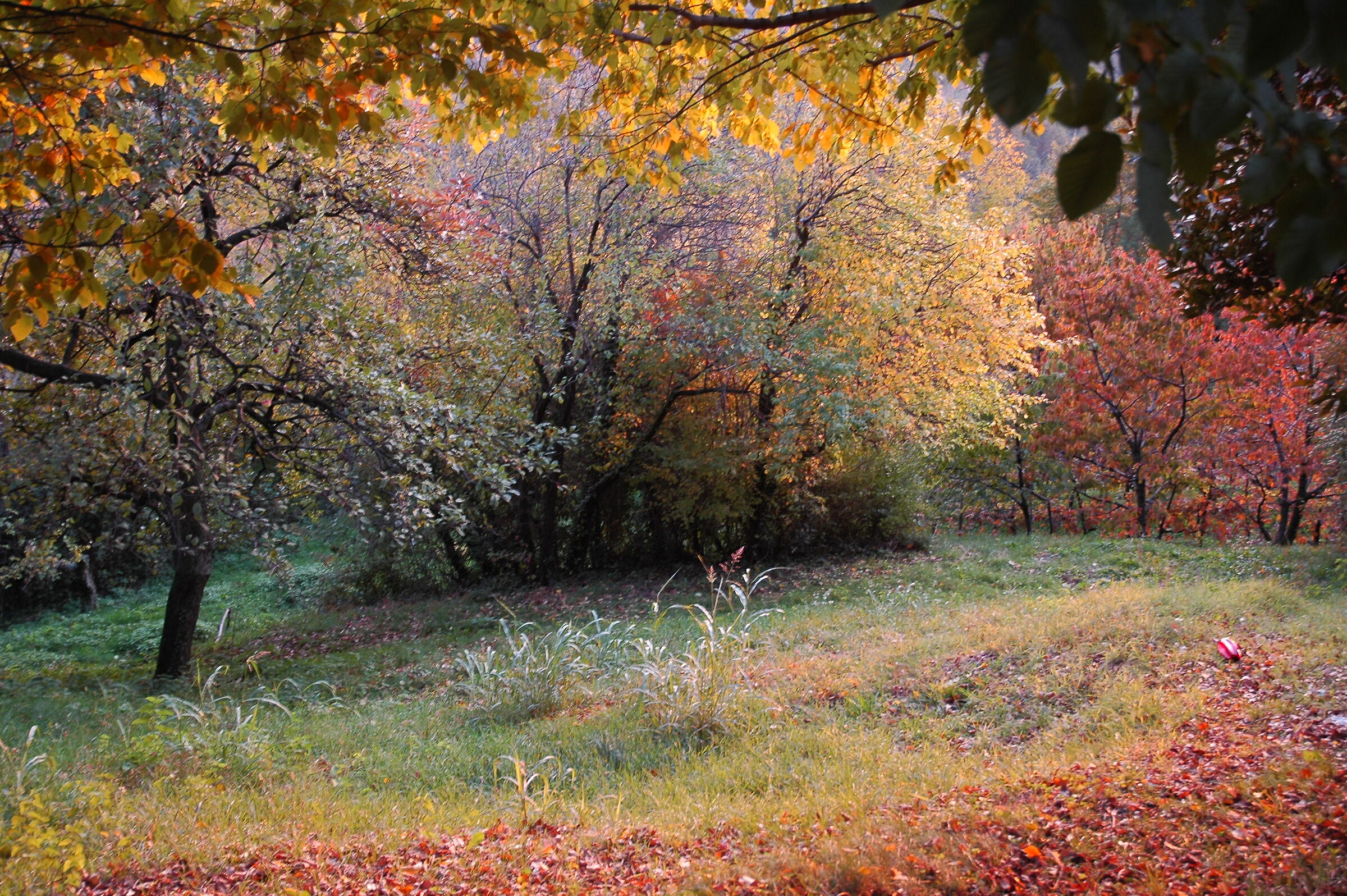 Colori d'autunno
