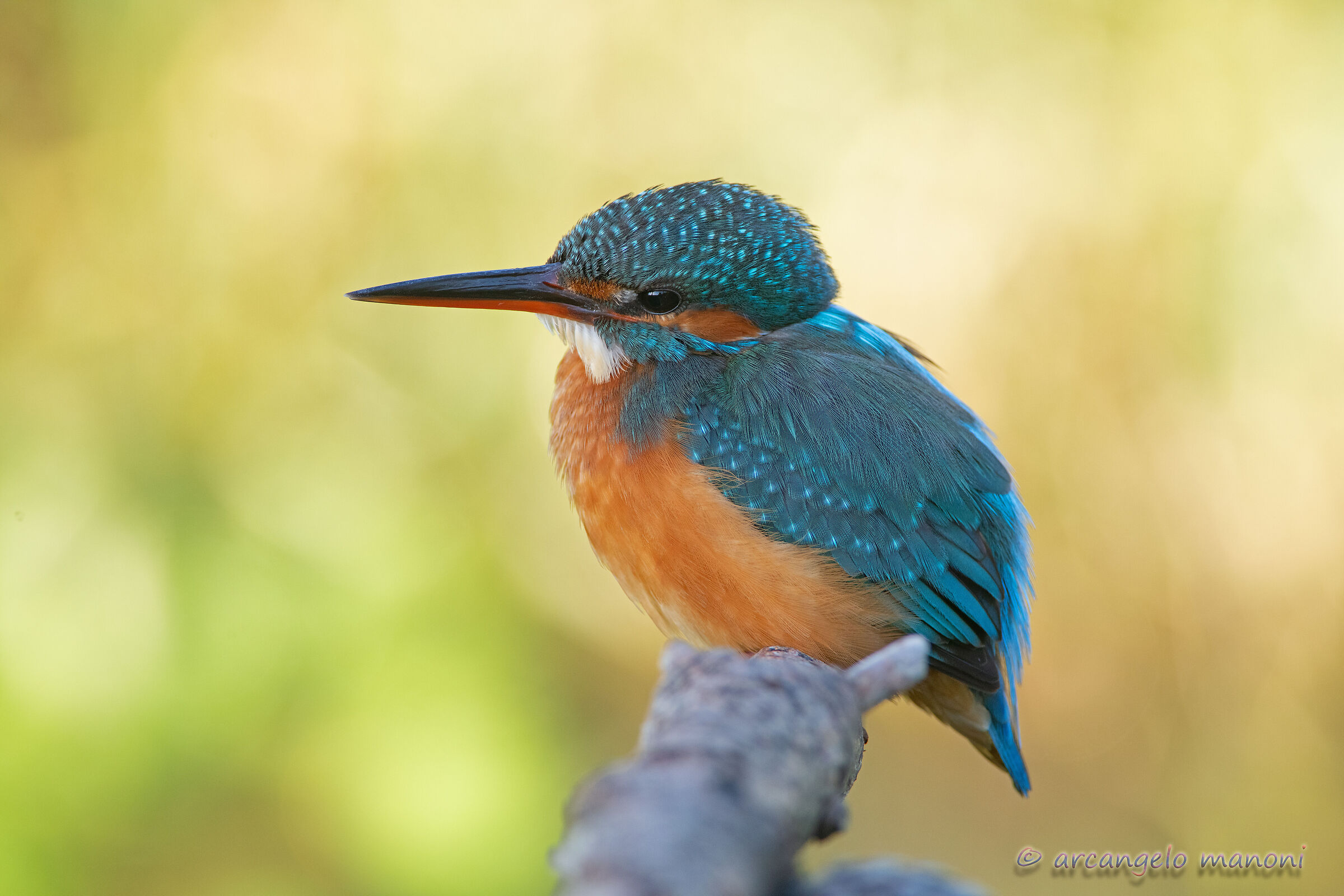 Martina in ''desire for tenderness''