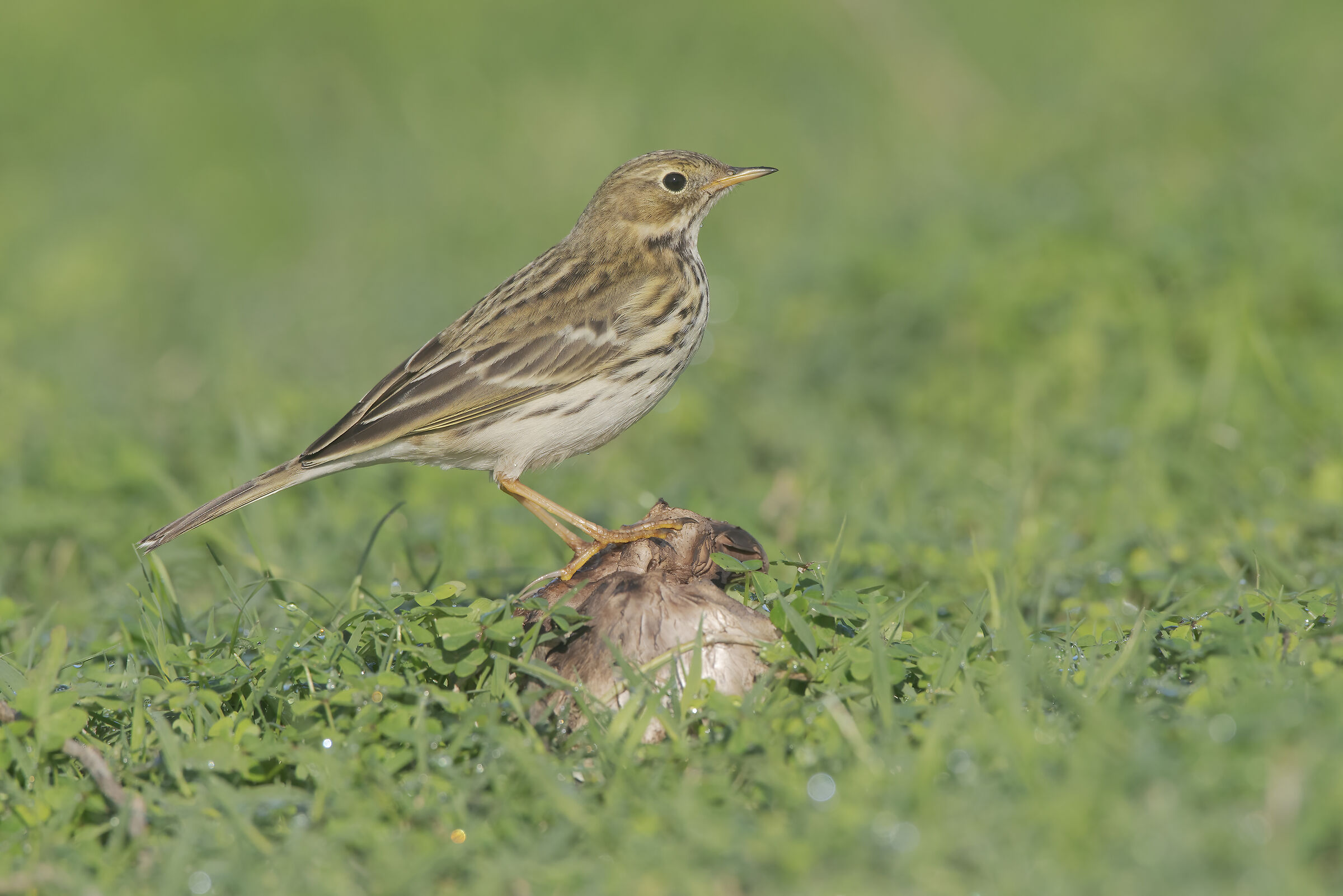 pispola su prataiolo