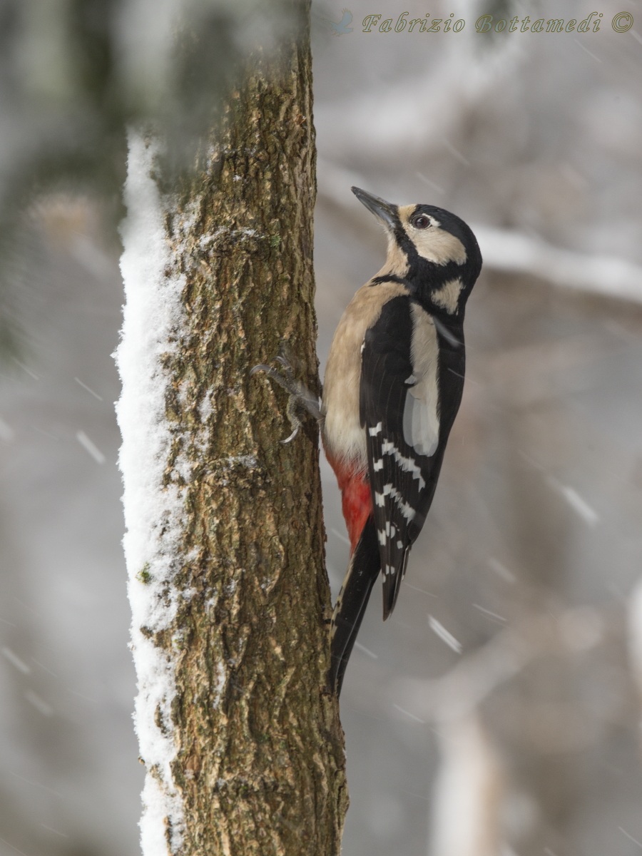 Woodpecker in the snow