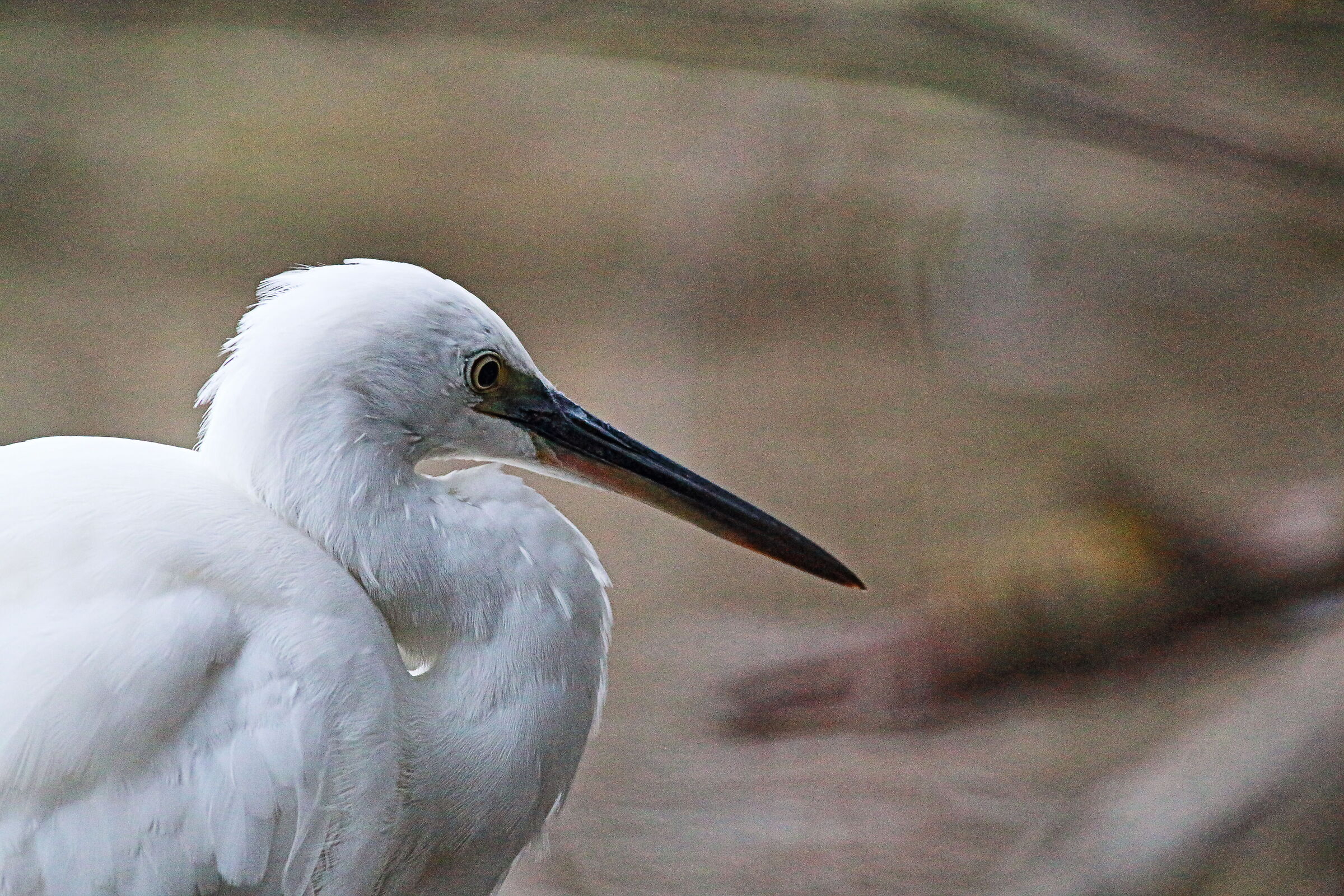 Egret
