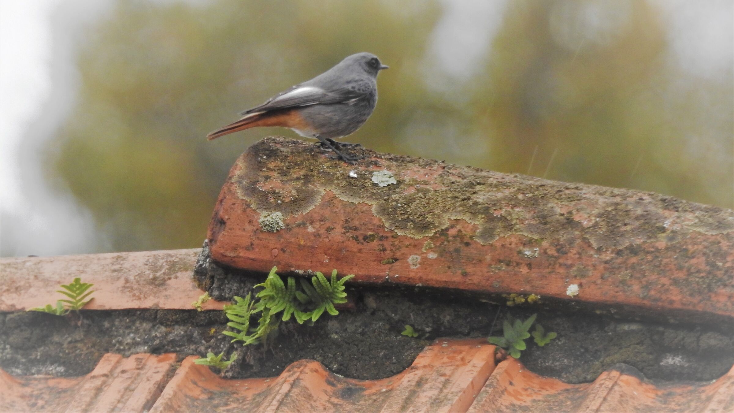 black redstart