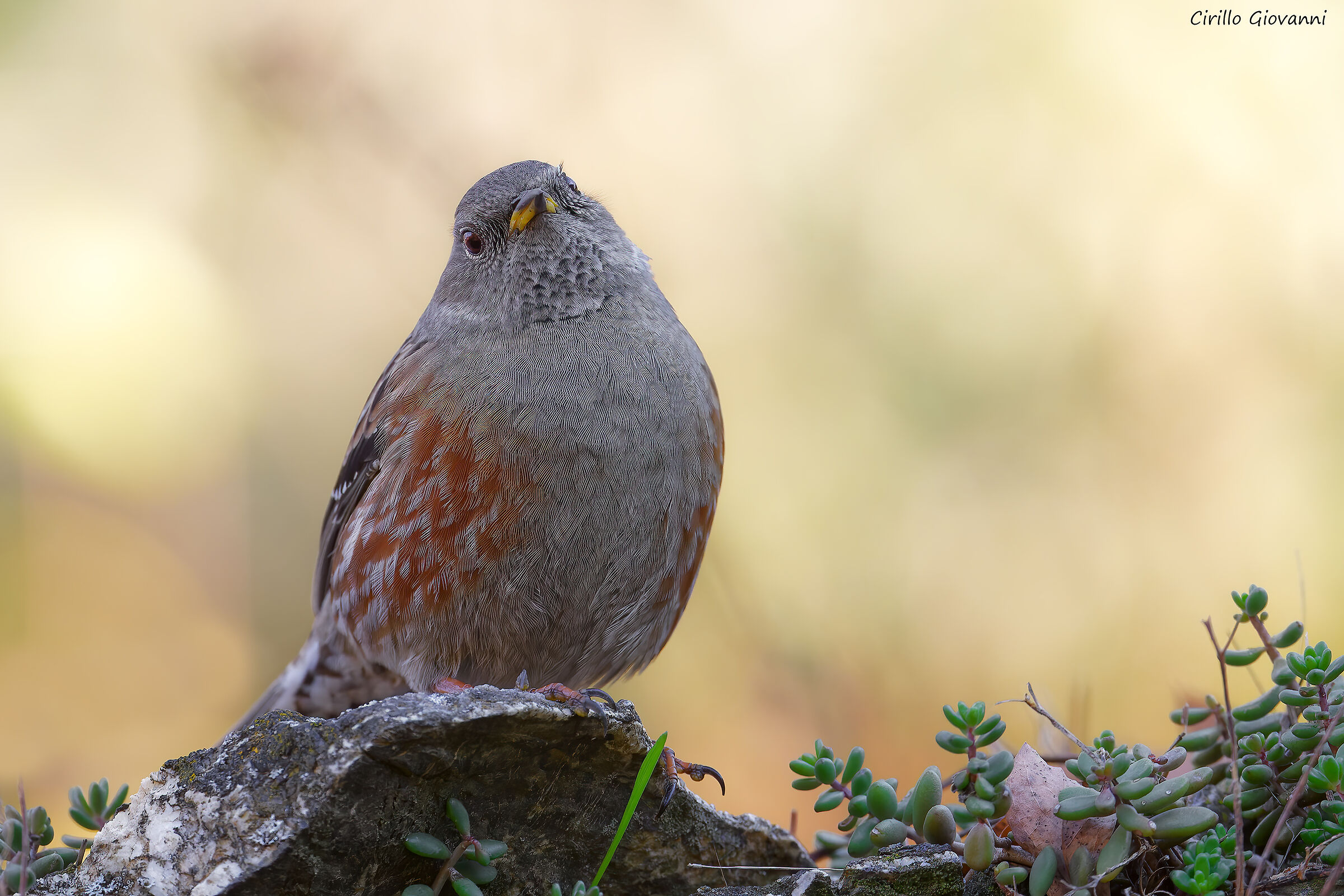 ALPINE ACCENTOR