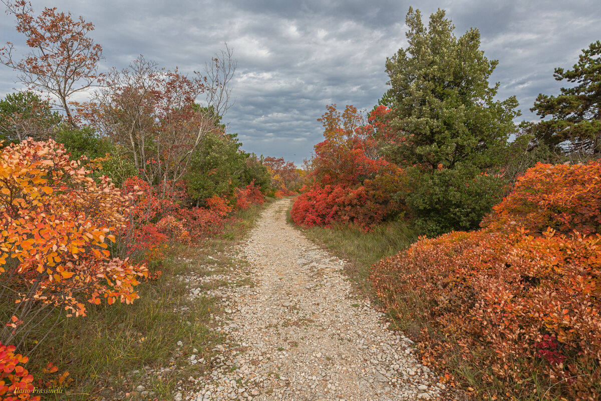 Macchie di colore autunnale a Duino