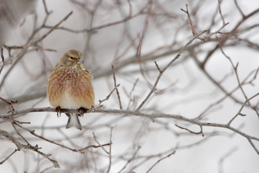 Arctic Redpoll