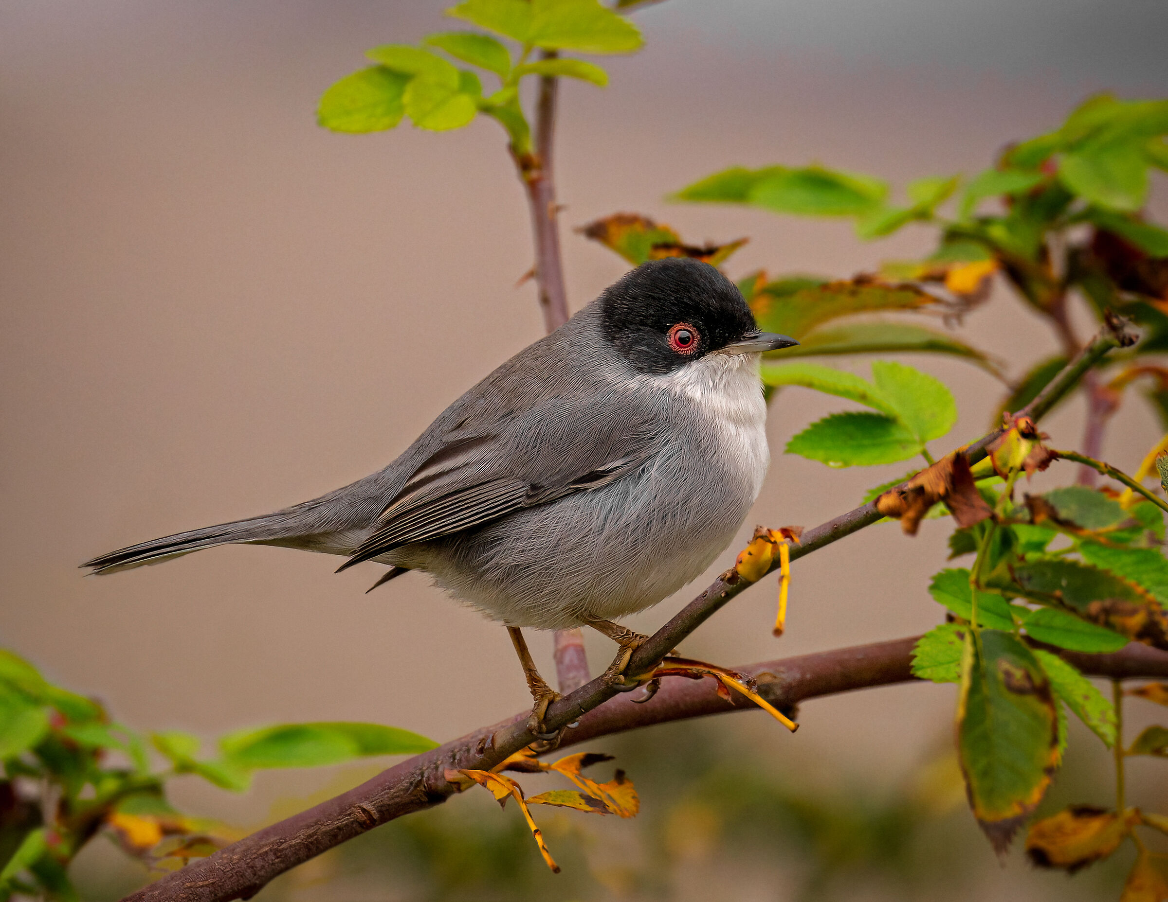 Sardinian warbler