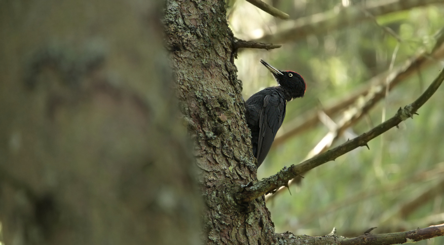 Black Woodpecker