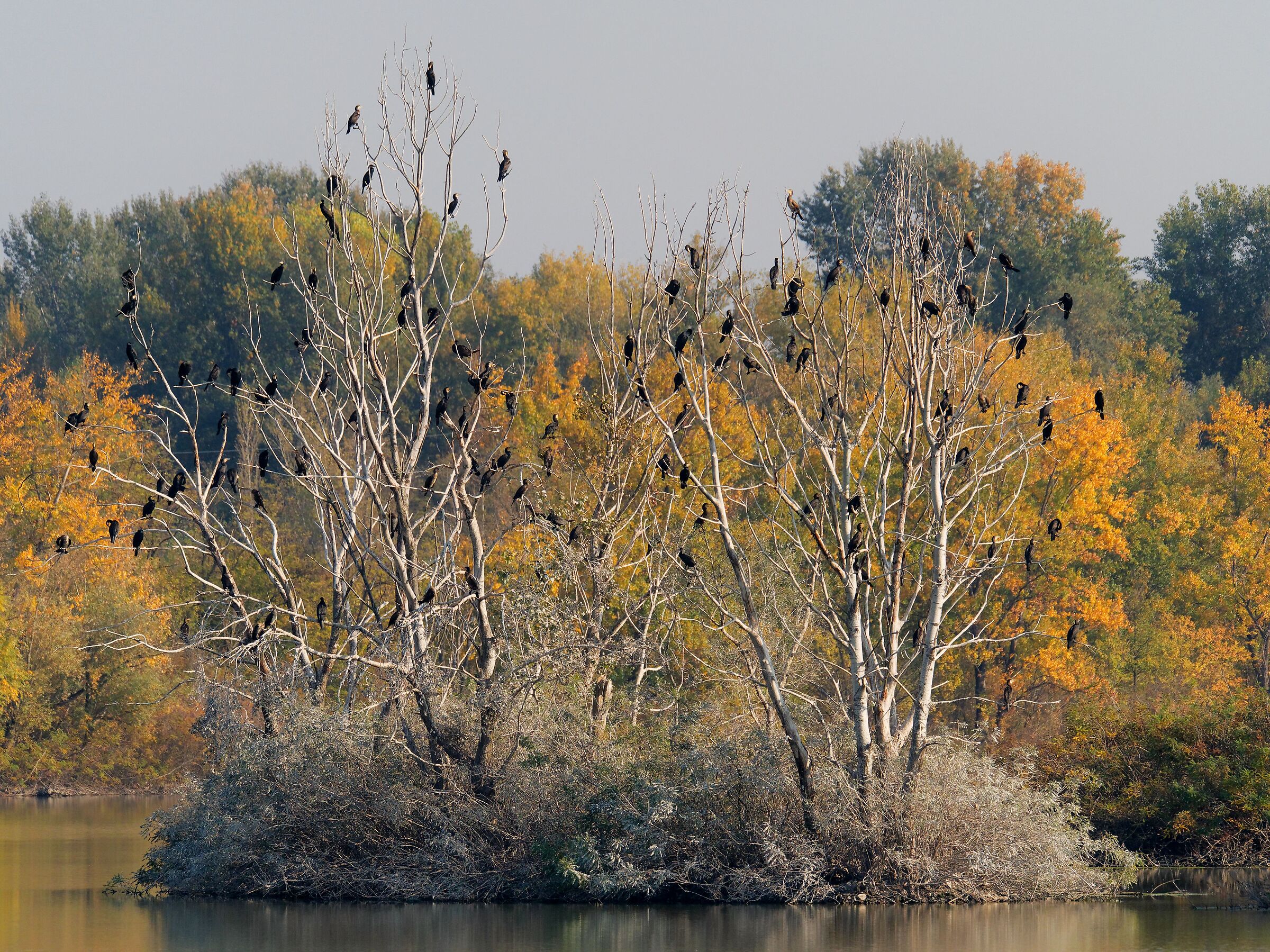 Cormorani Condominium