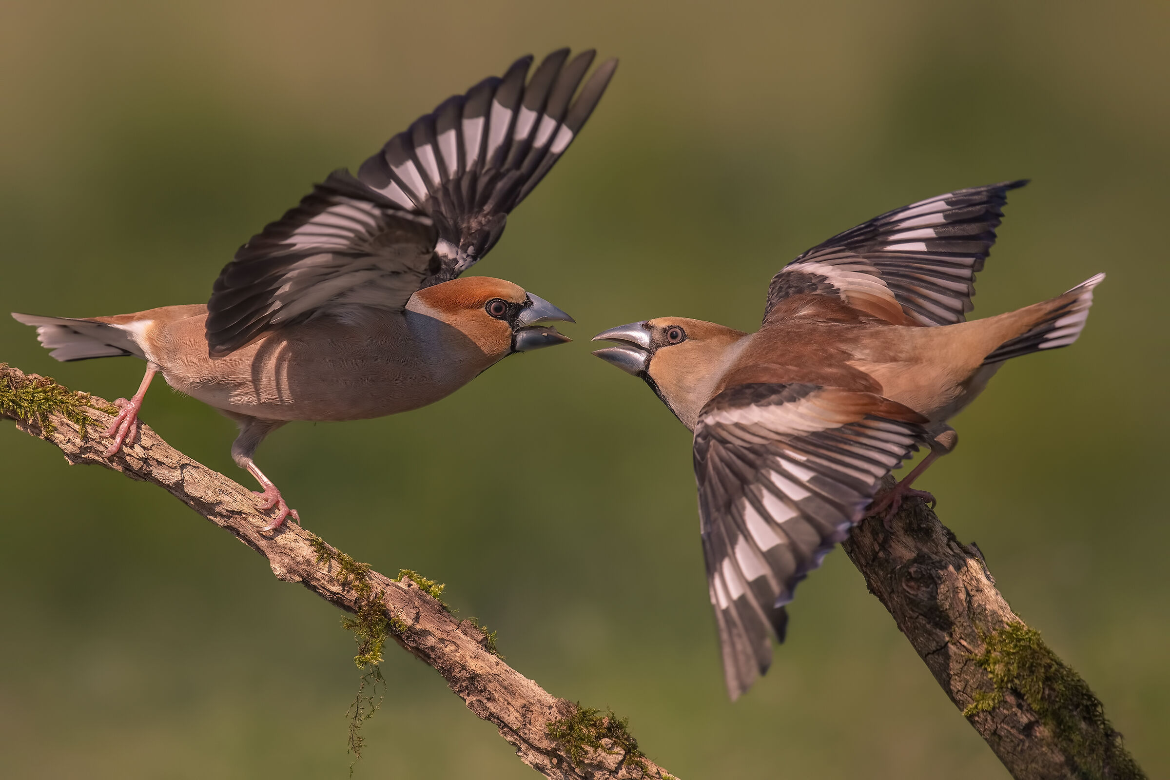 per un pugno di semi