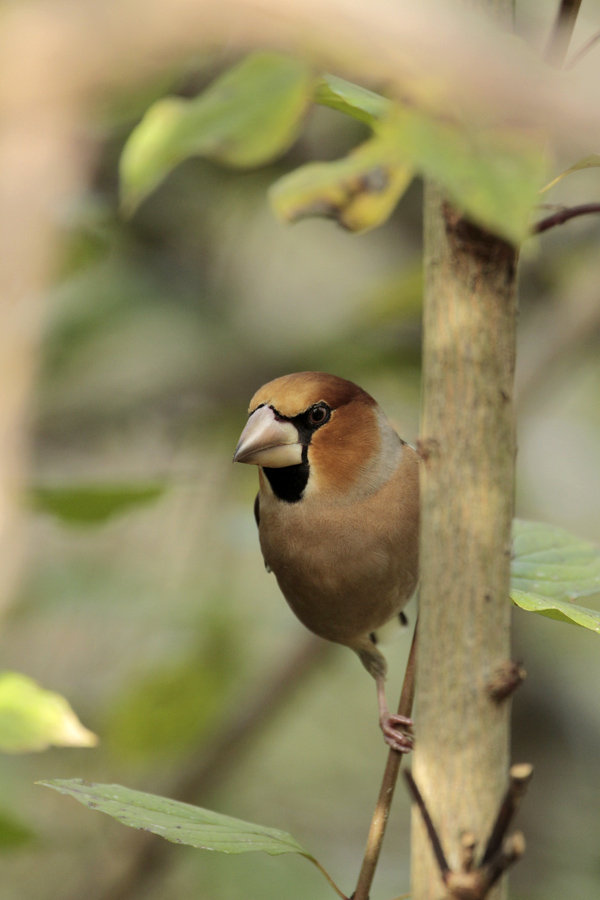 Hawfinch