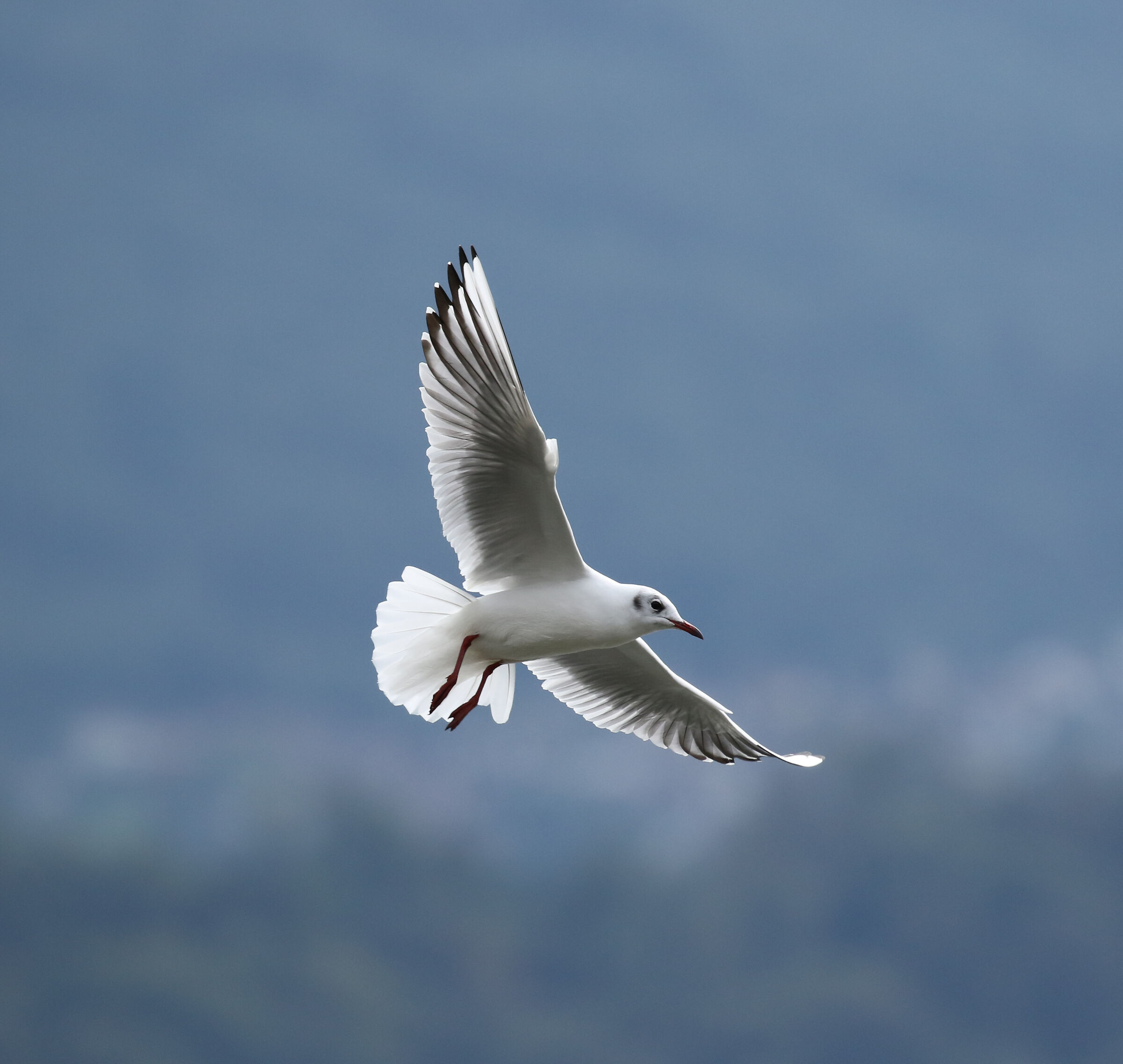 Seagull - Gera