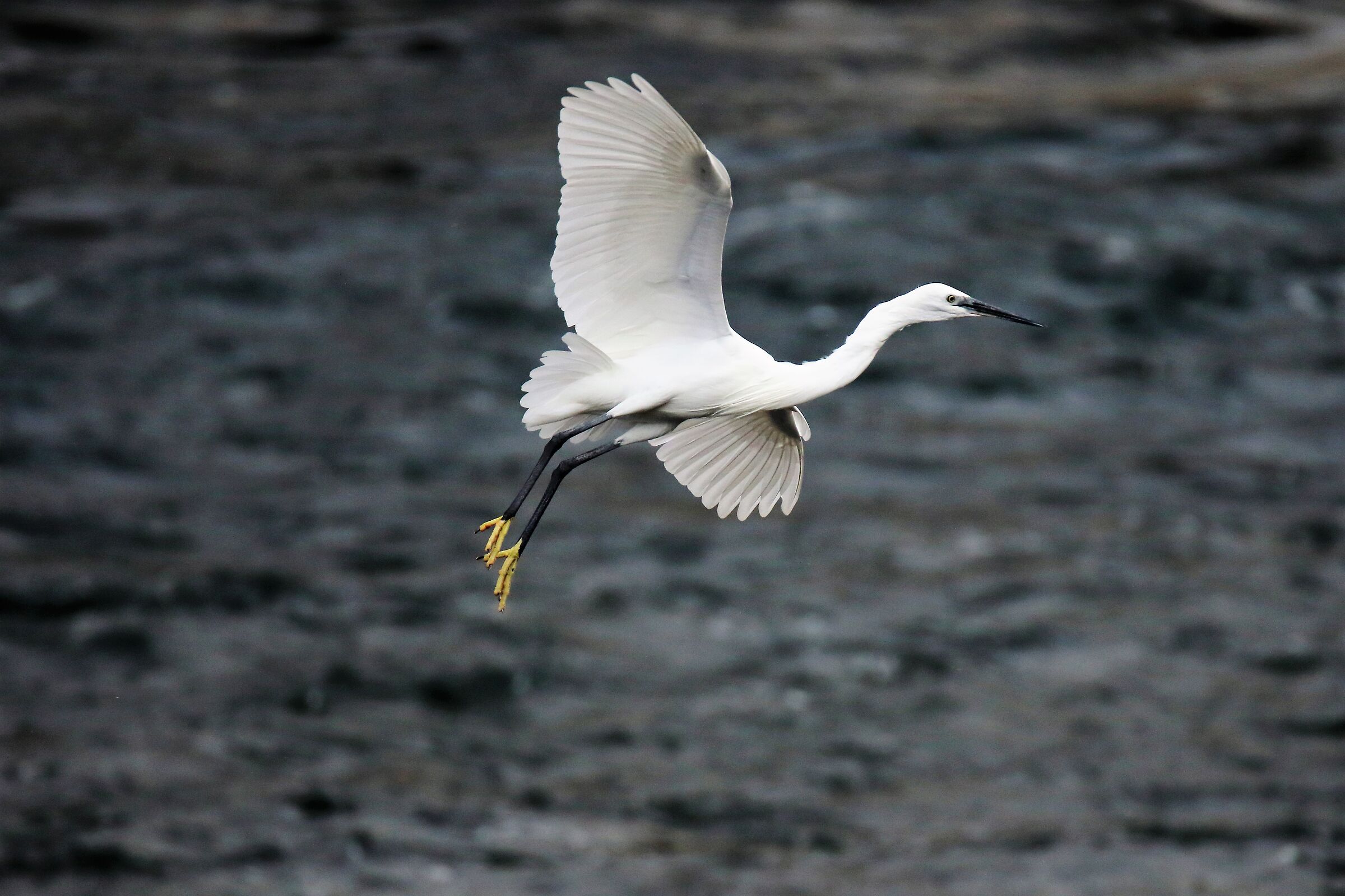 egret