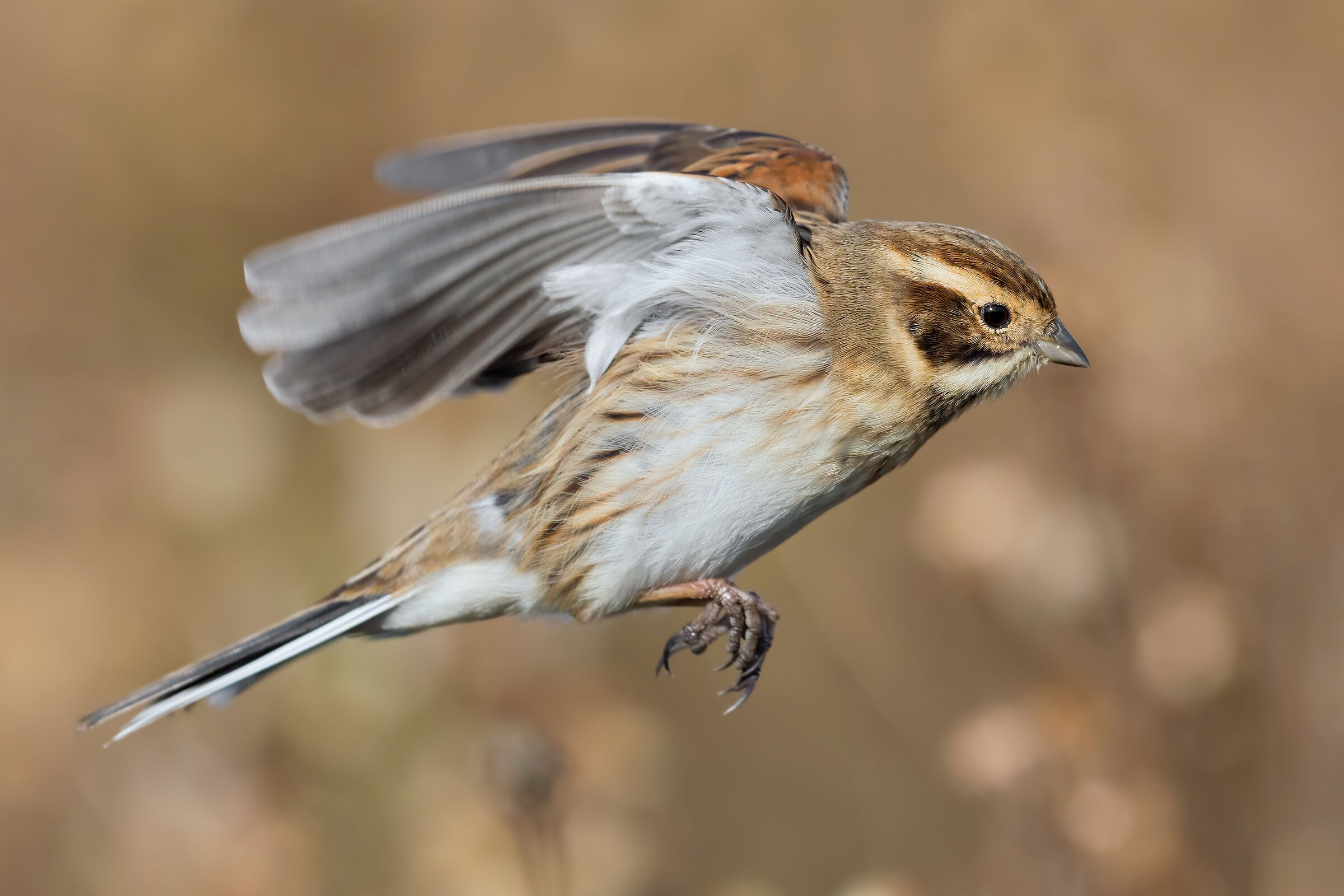 Jump (Migliarino di Palude)