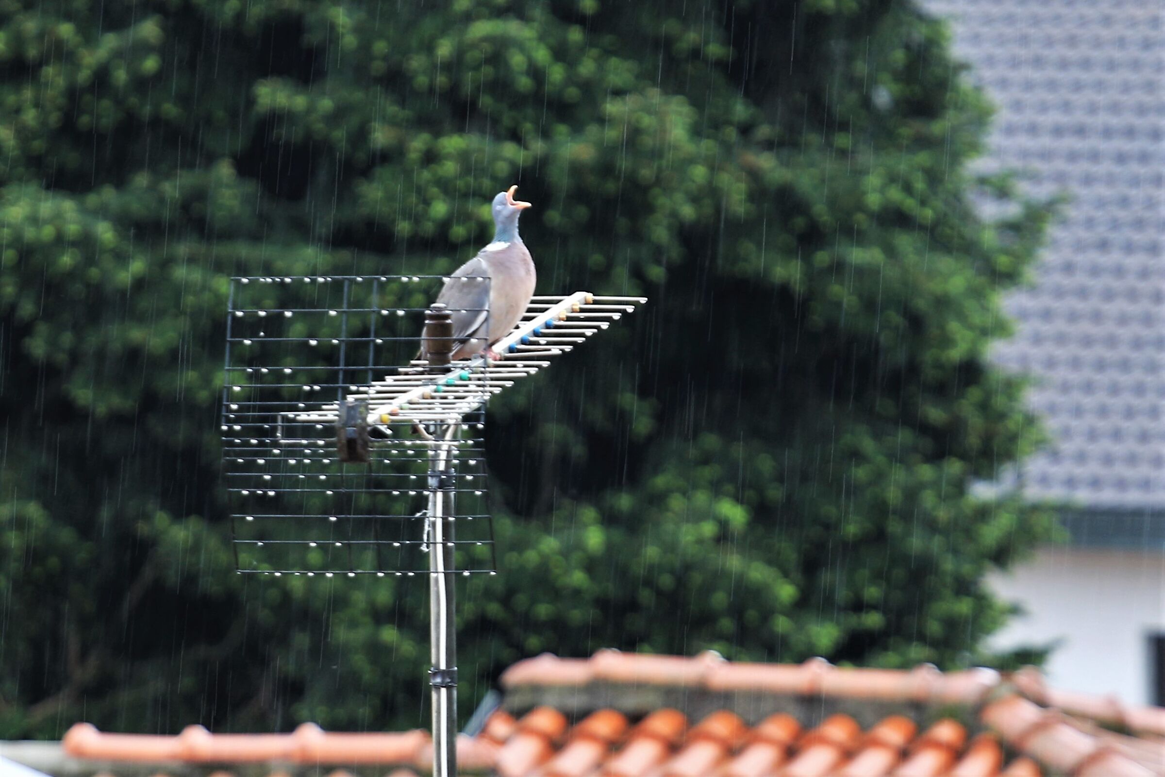 la natura provvede.....