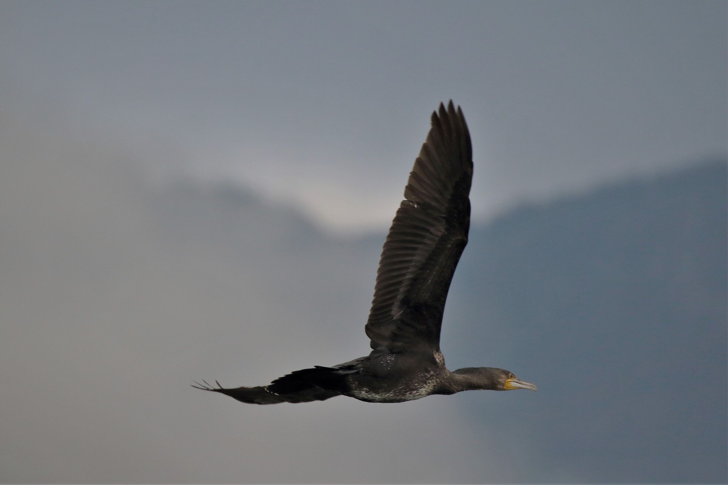 cormorant