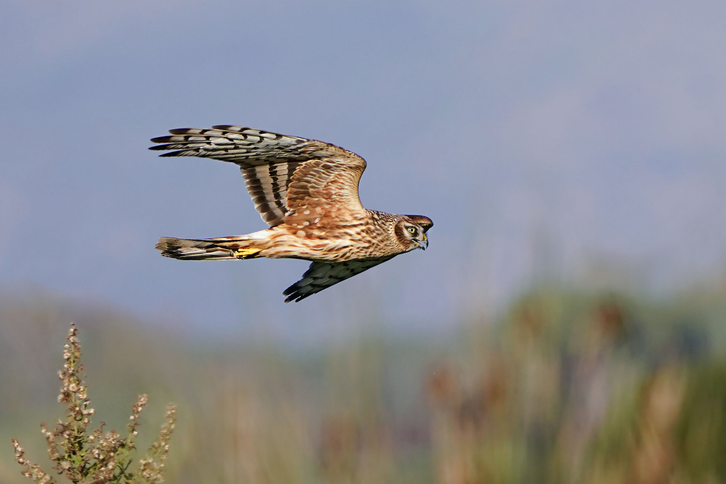 Hen harrier