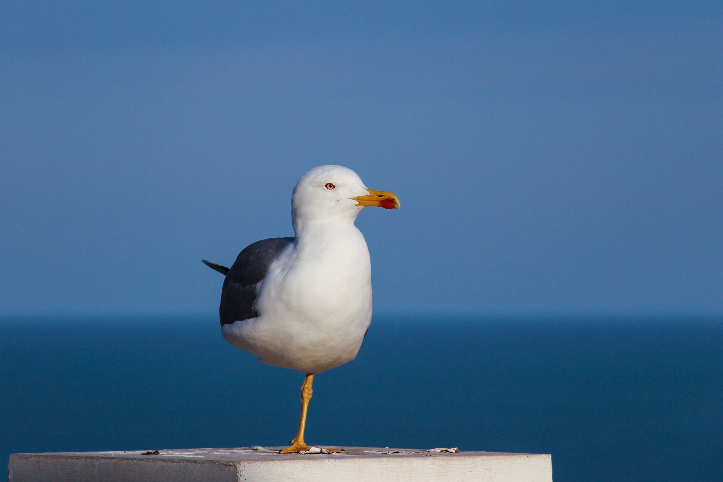 "Monegasque" seagull