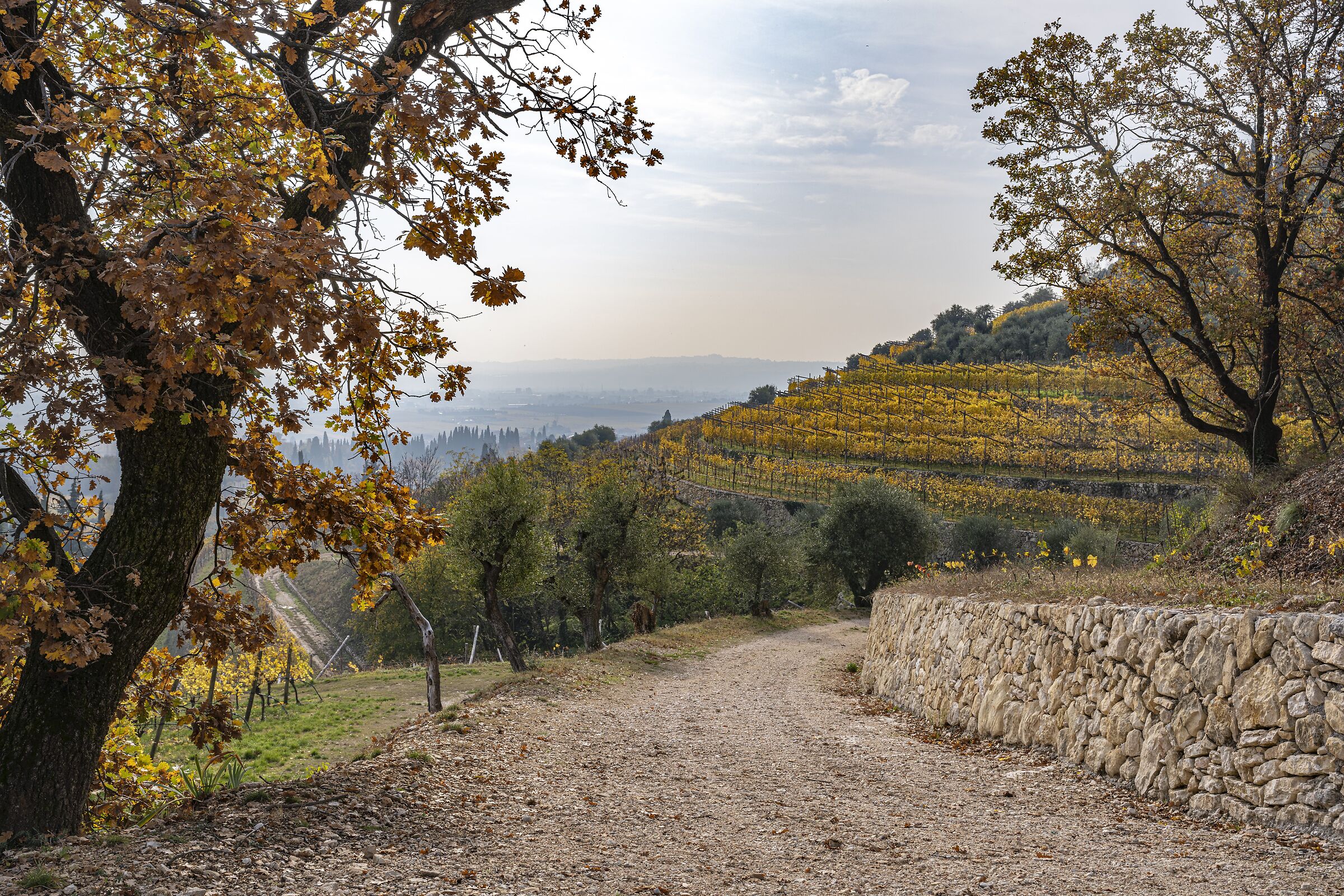 Ultime vigne con i pali in legno