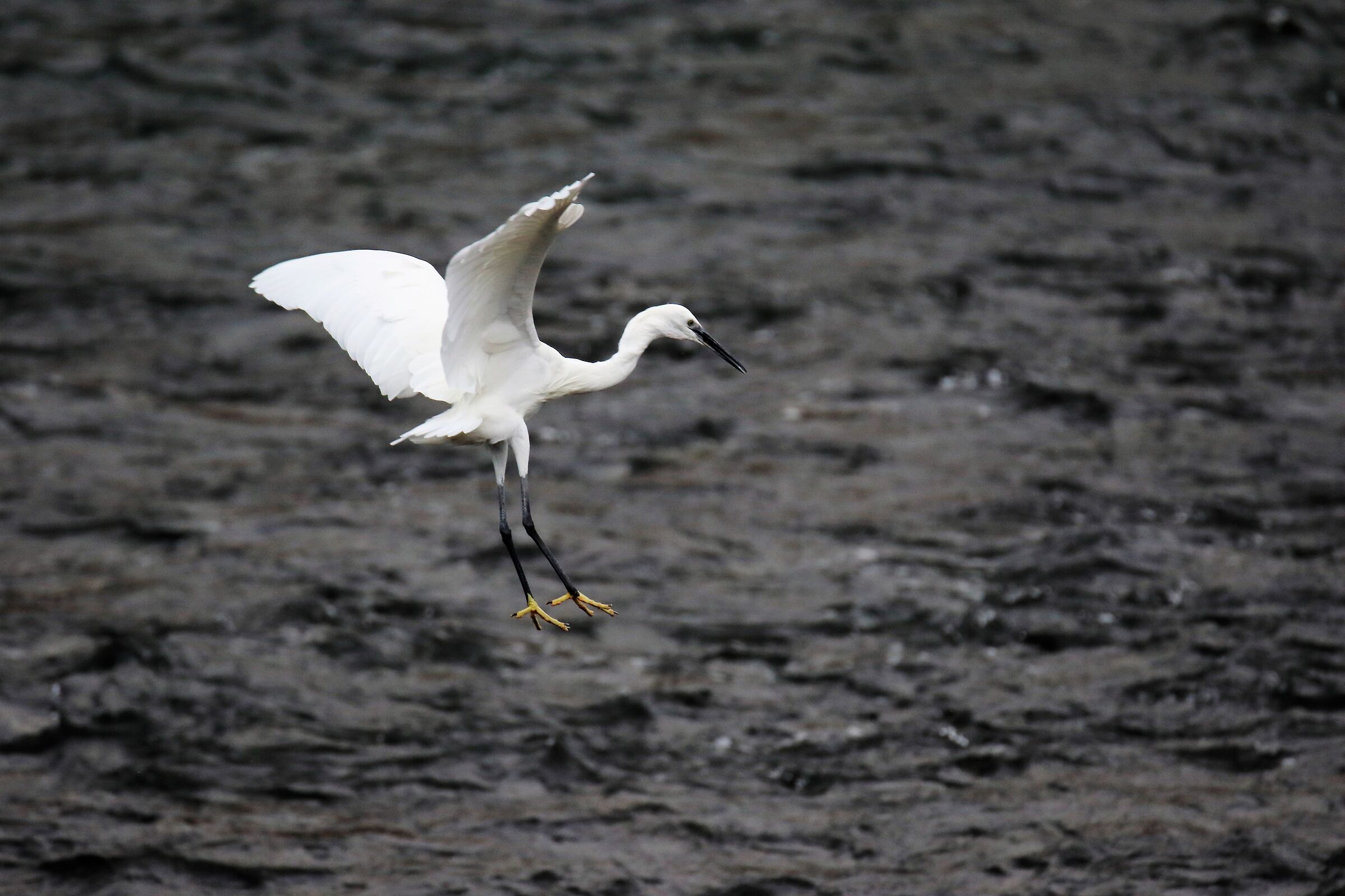 egret