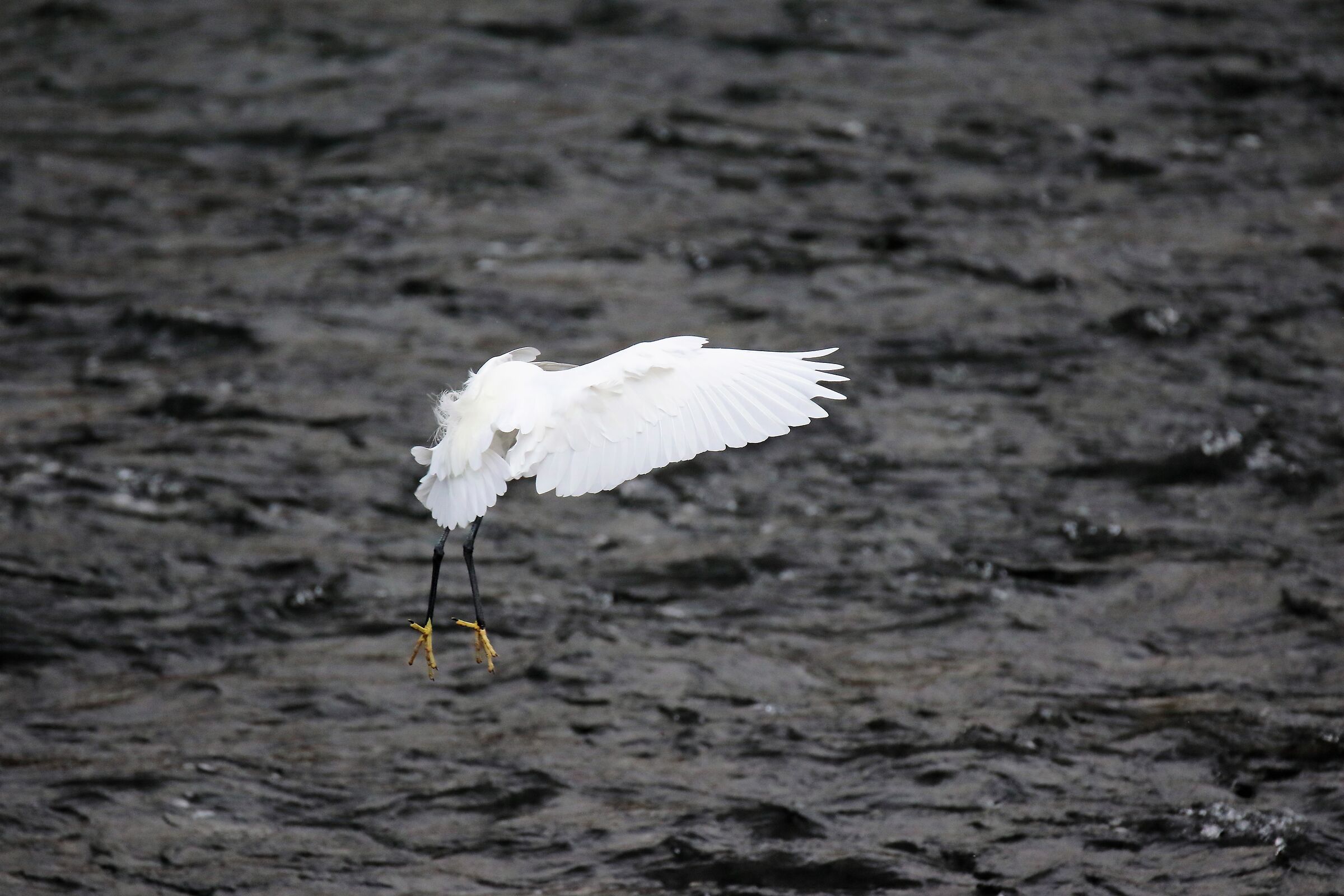 egret