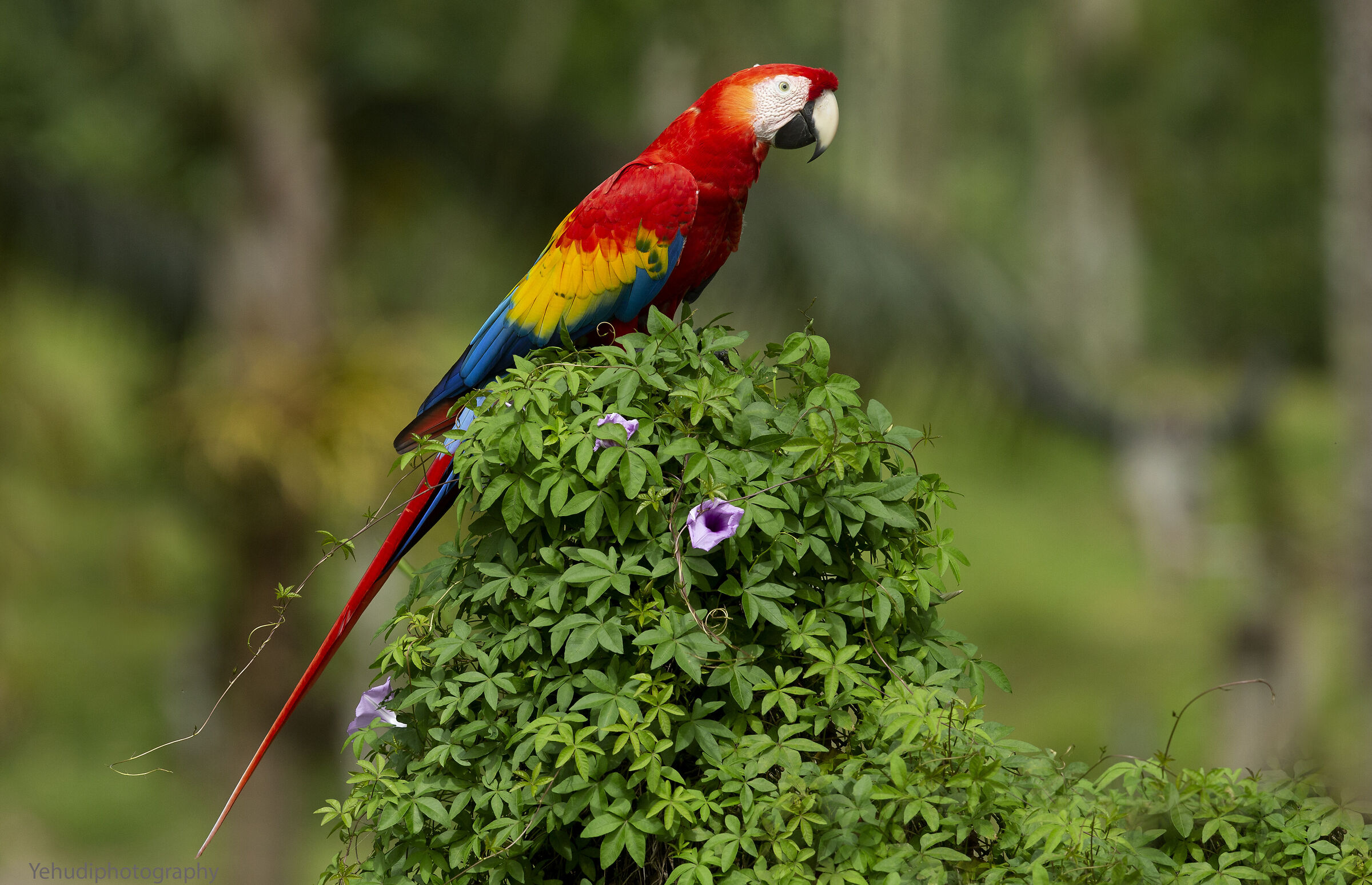 Scarlet macaw