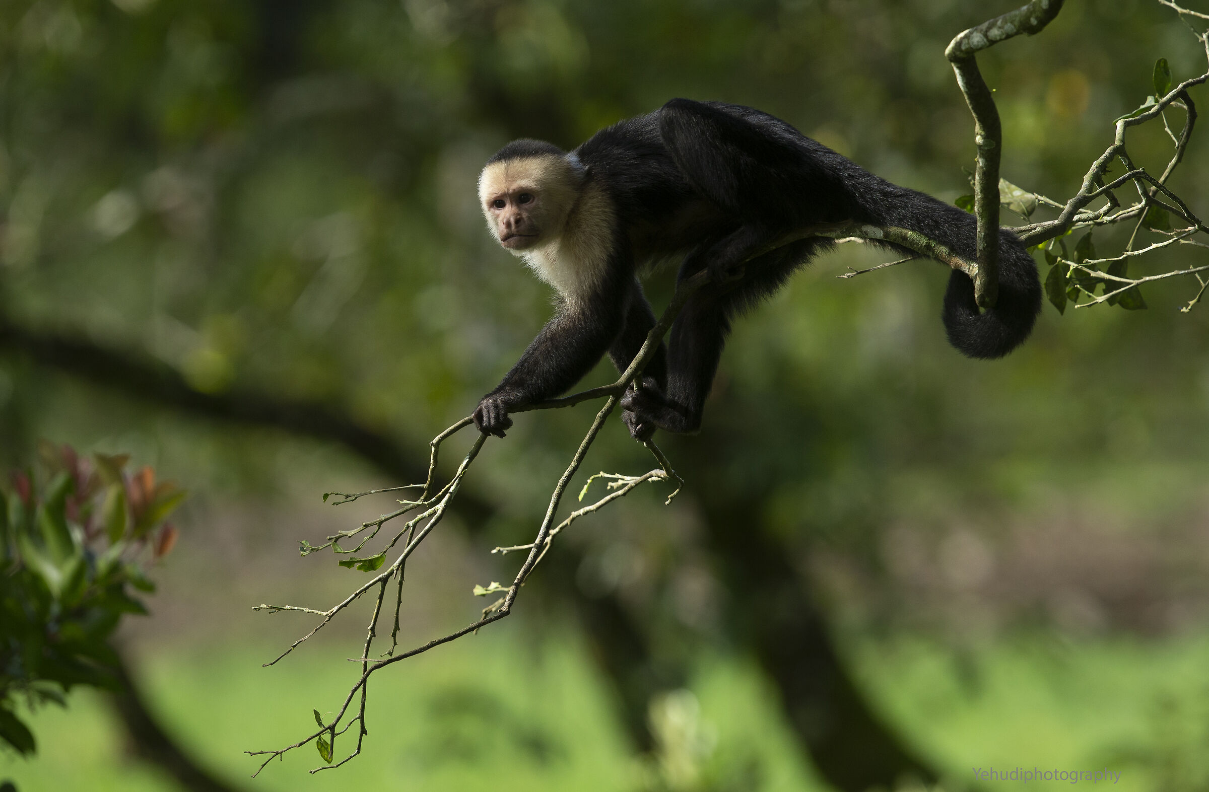 White faced monkey