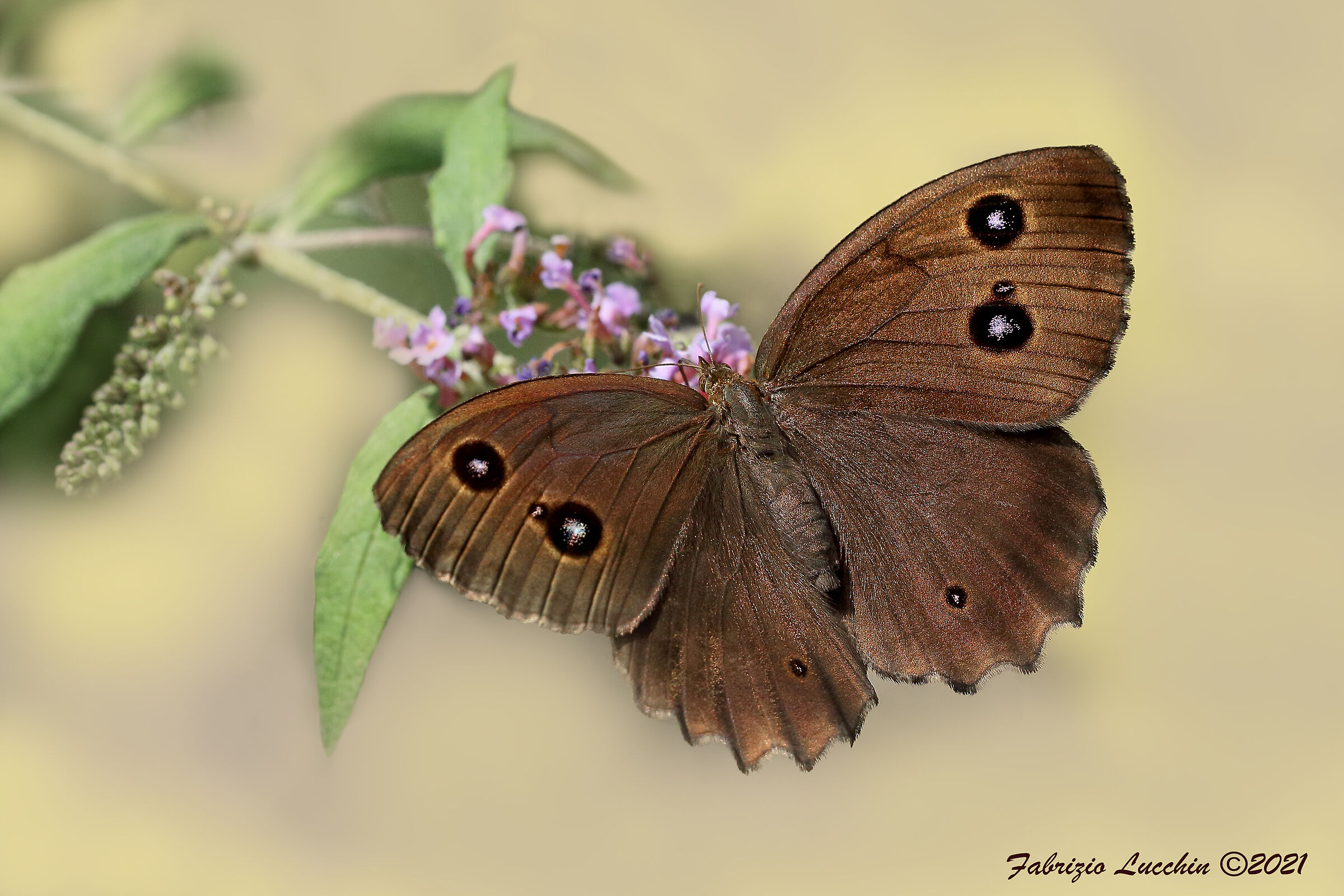 Minois dryas (esemplare femmina)