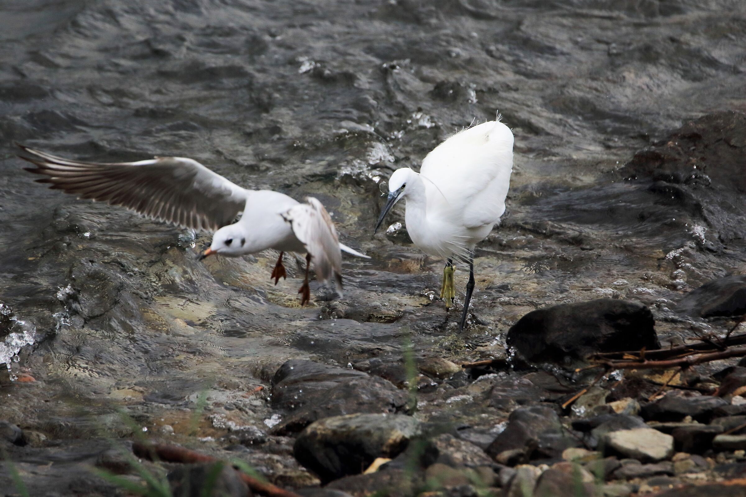 egret vs seagull