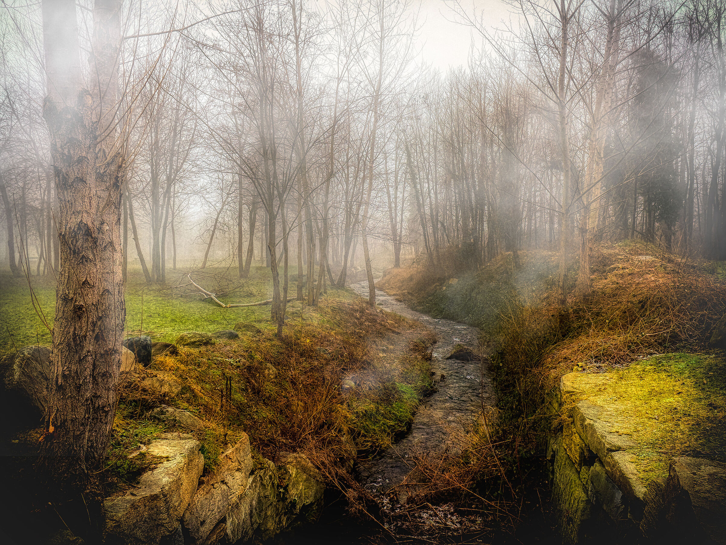 The woods in the fog