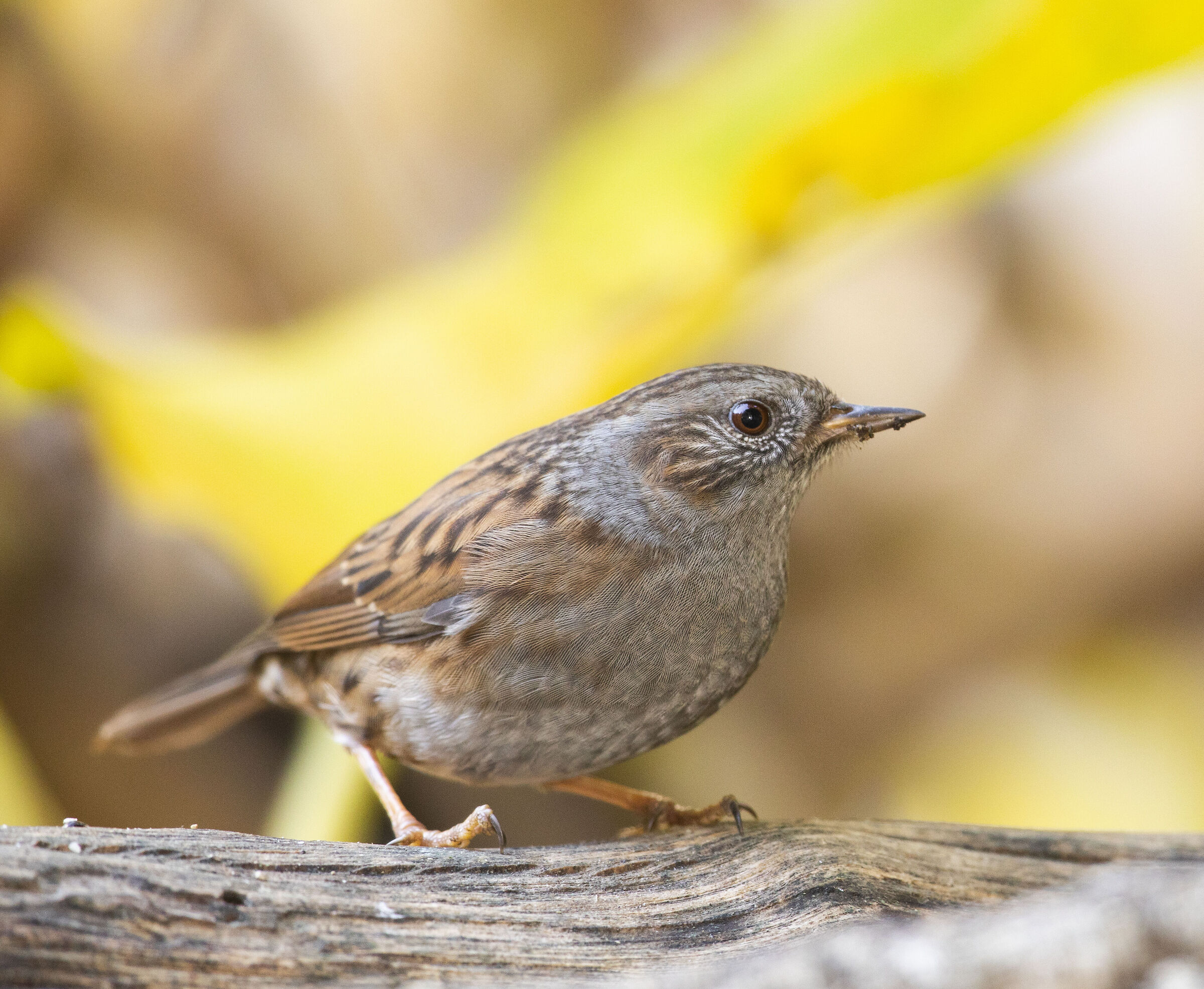 Dunnock