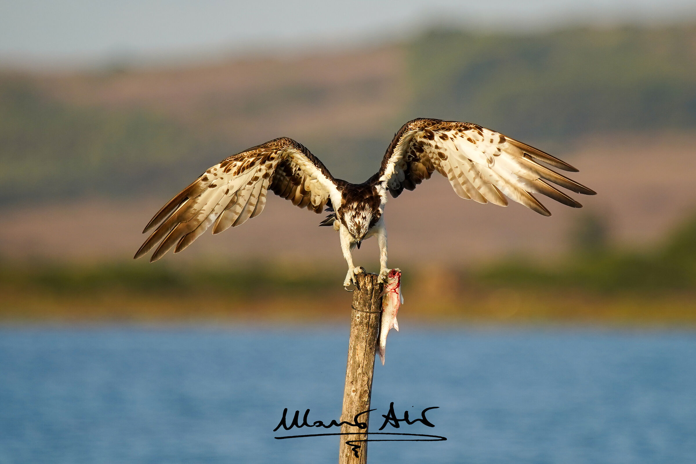Falco pescatore