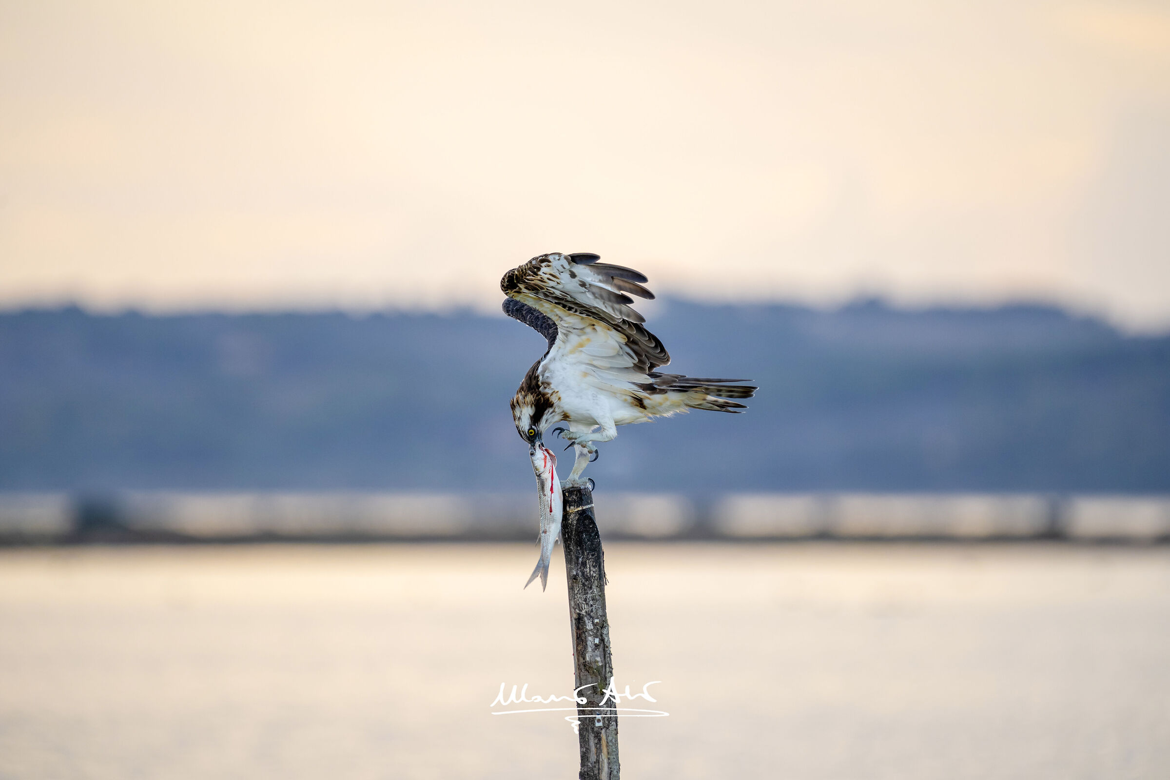 Falco pescatore