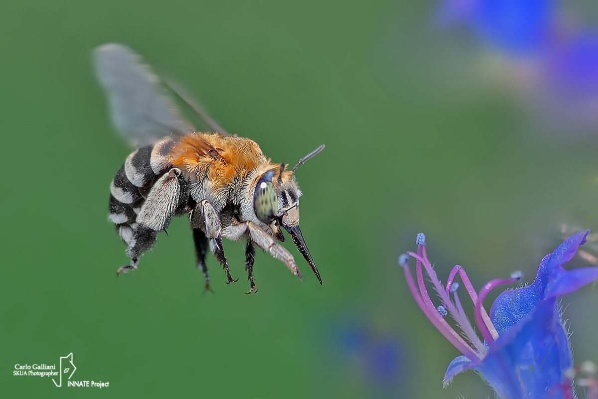 Amegilla quadrifasciata