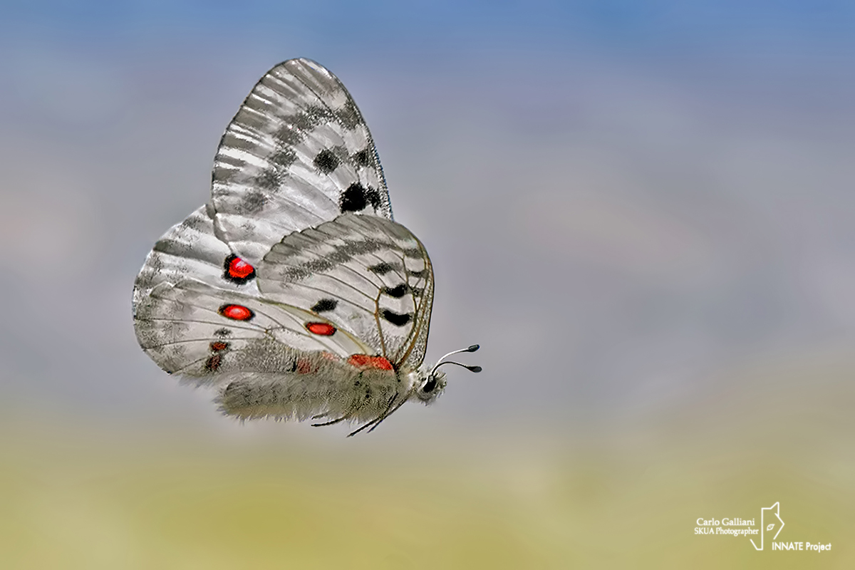 Parnassius apollo