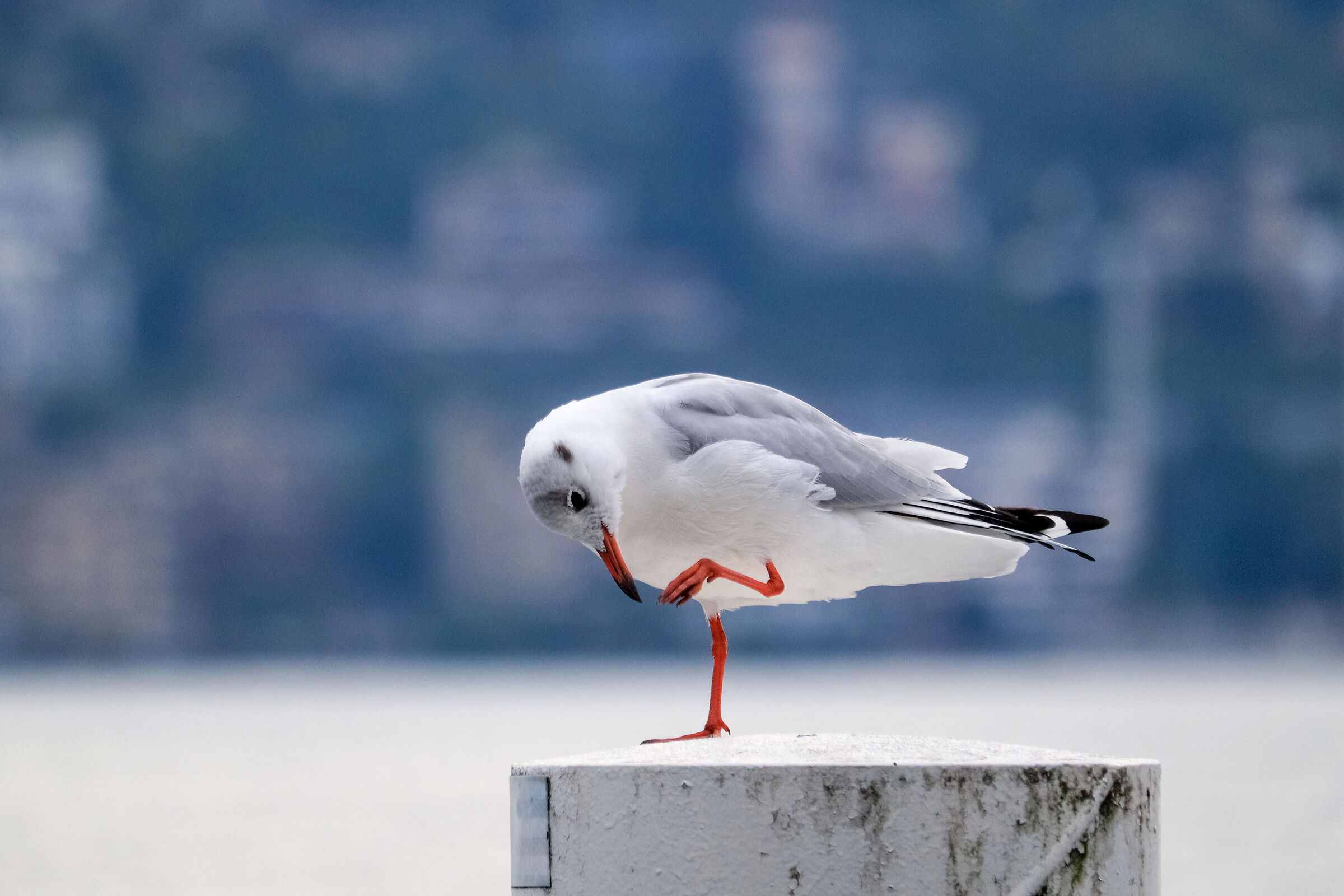 Maybe I need pedicure