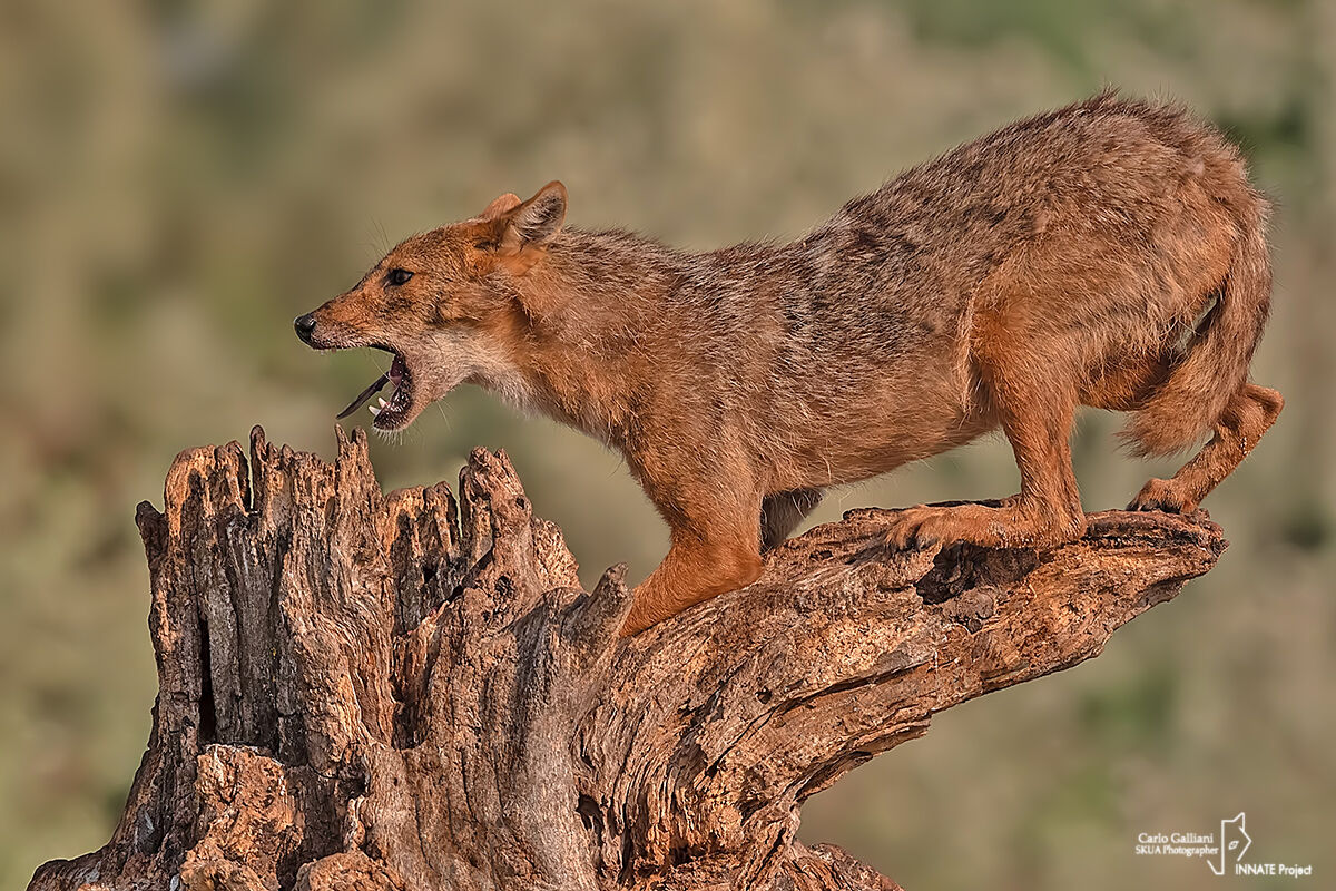 Golden jackal